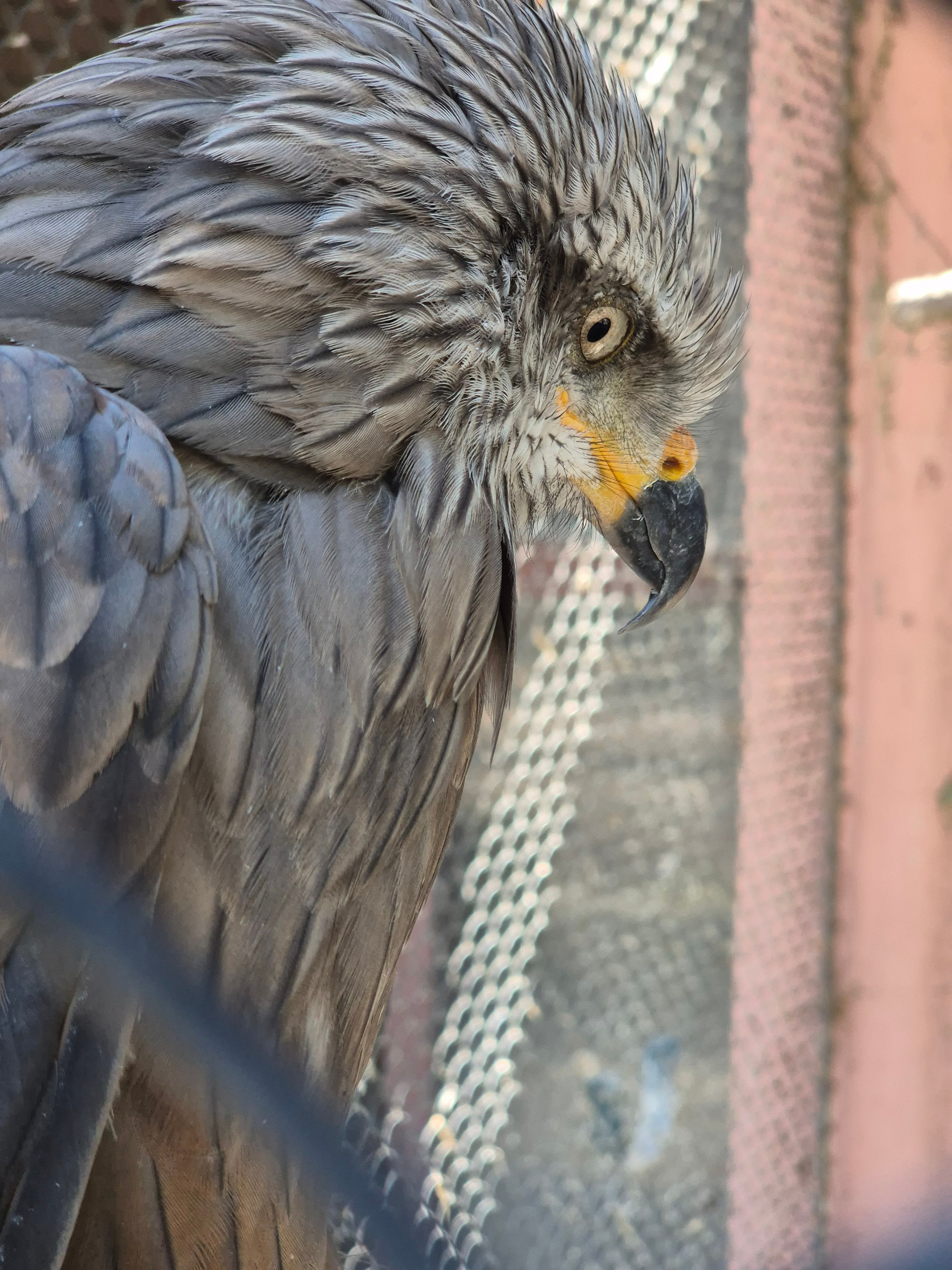 Кроме животных - интересные огромные вольеры с птицами