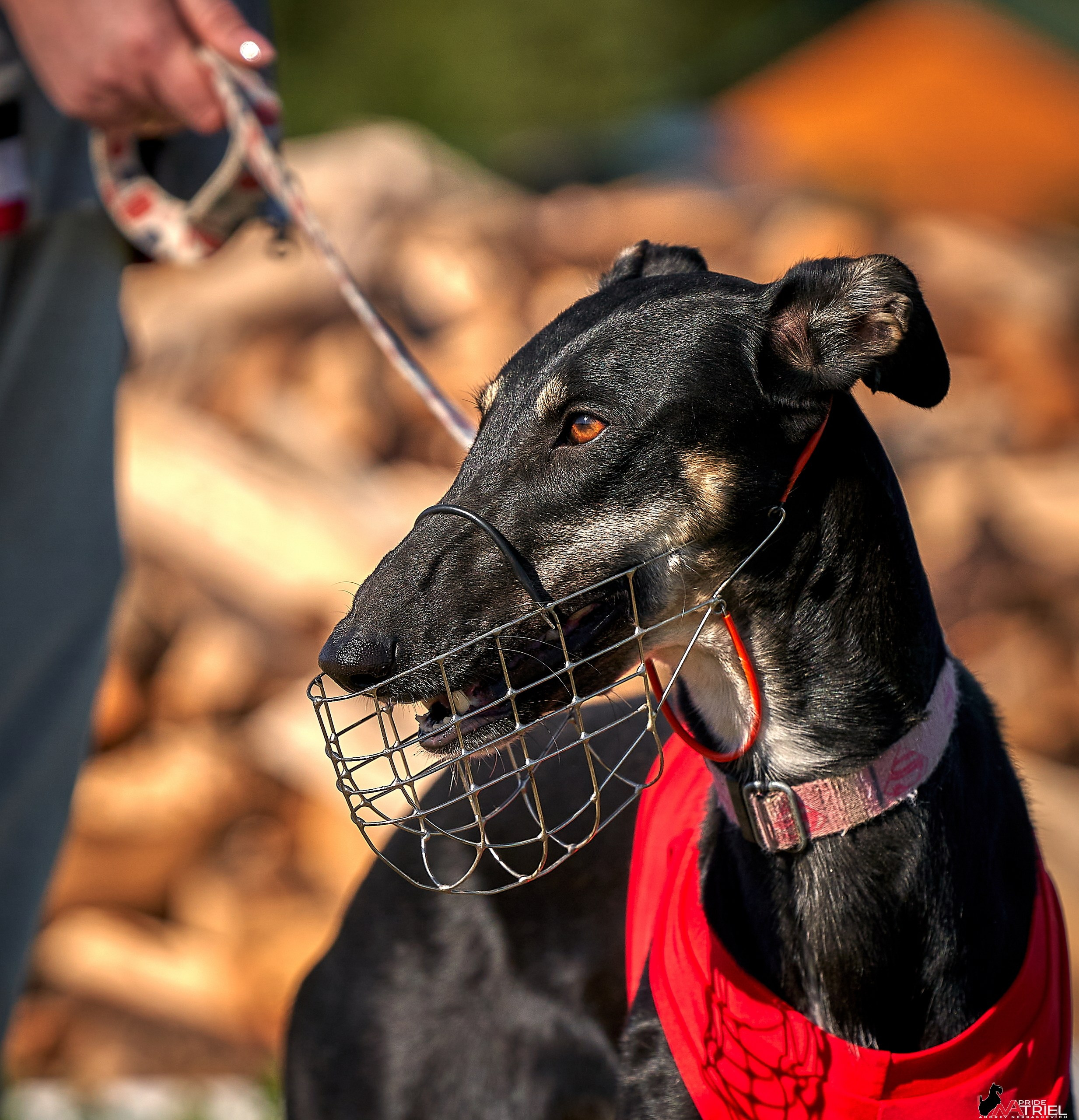 Съемка курсинг — галерея NATRIEL