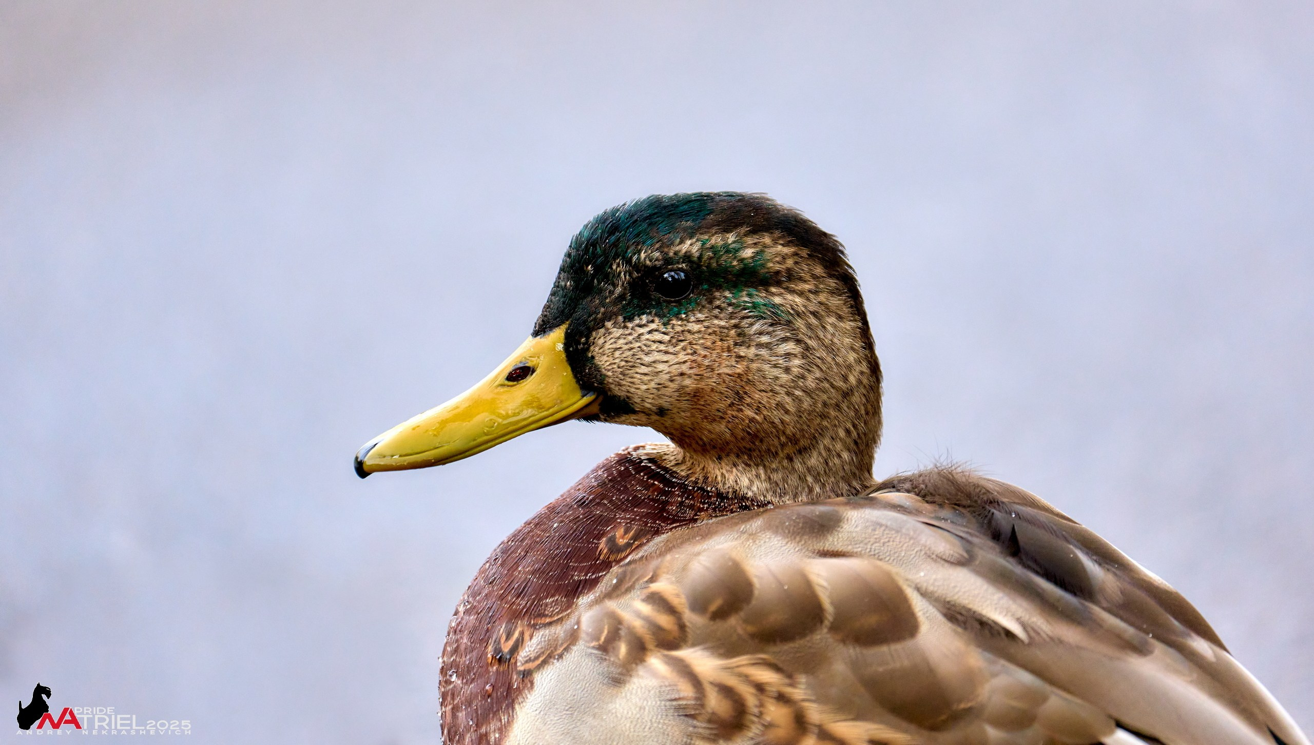 Съемка с объективом Sony 200-600 на камеру Sony A1m2