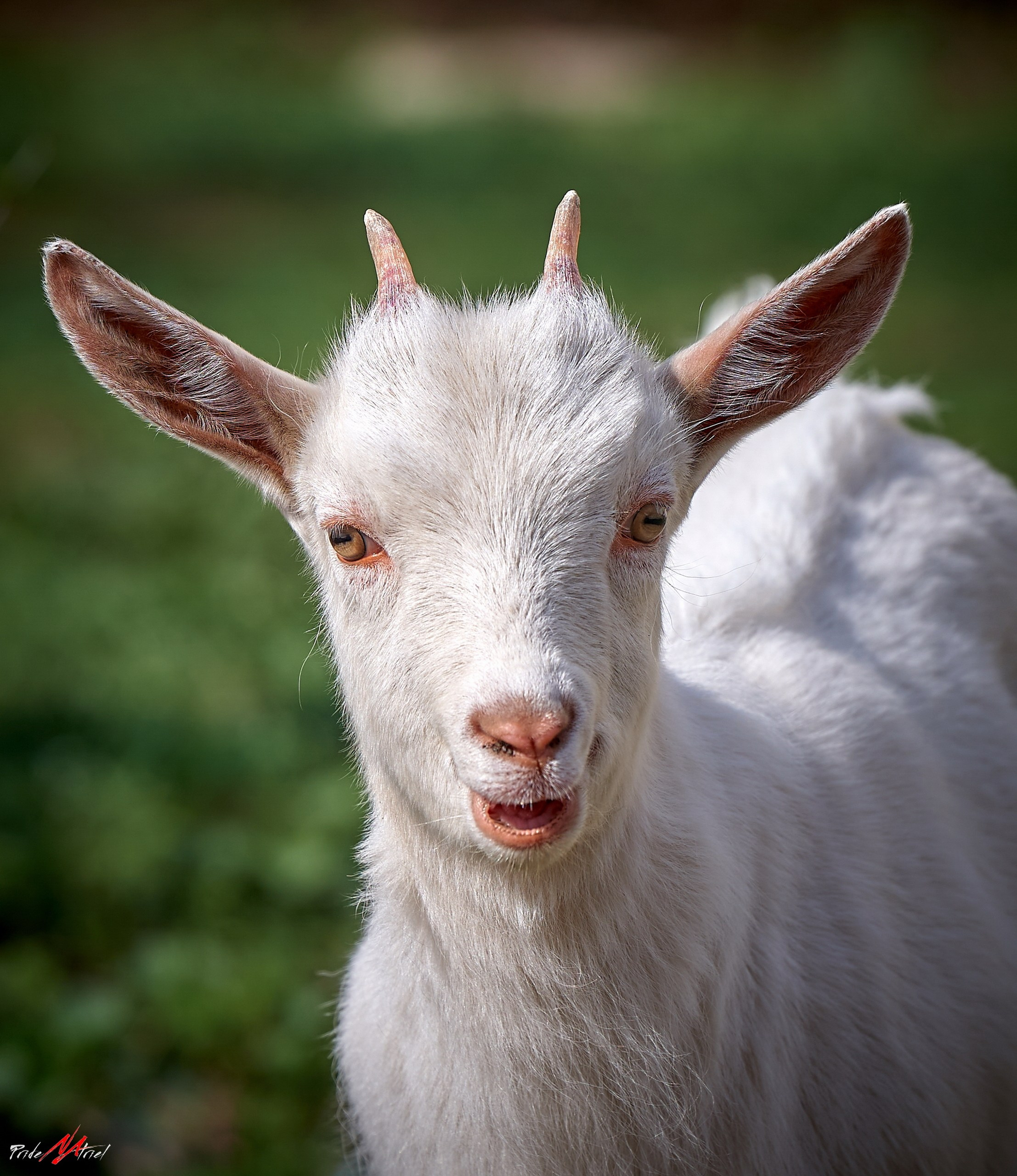 Животные — галерея NATRIEL