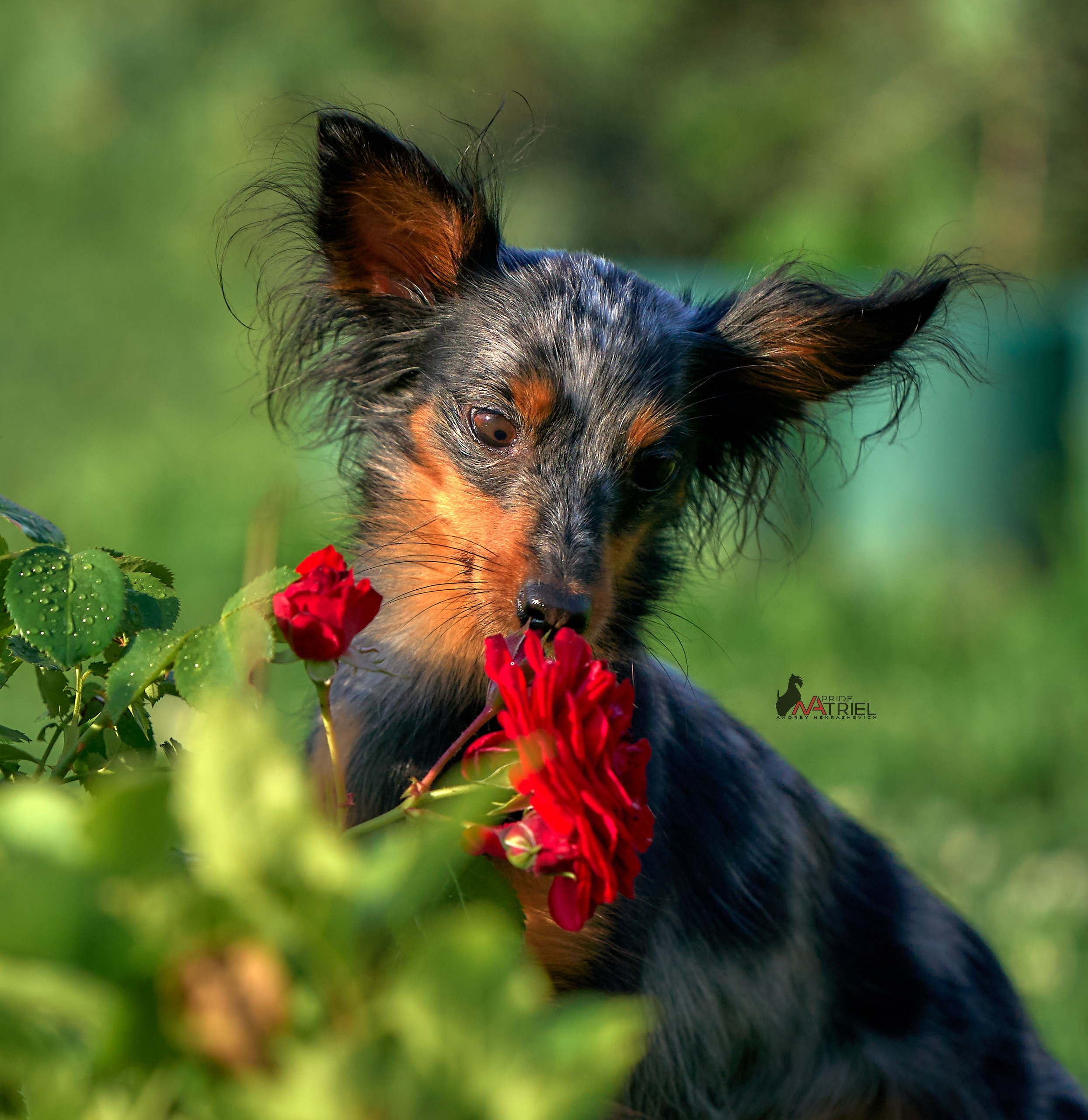 Портреты собак — галерея NATRIEL