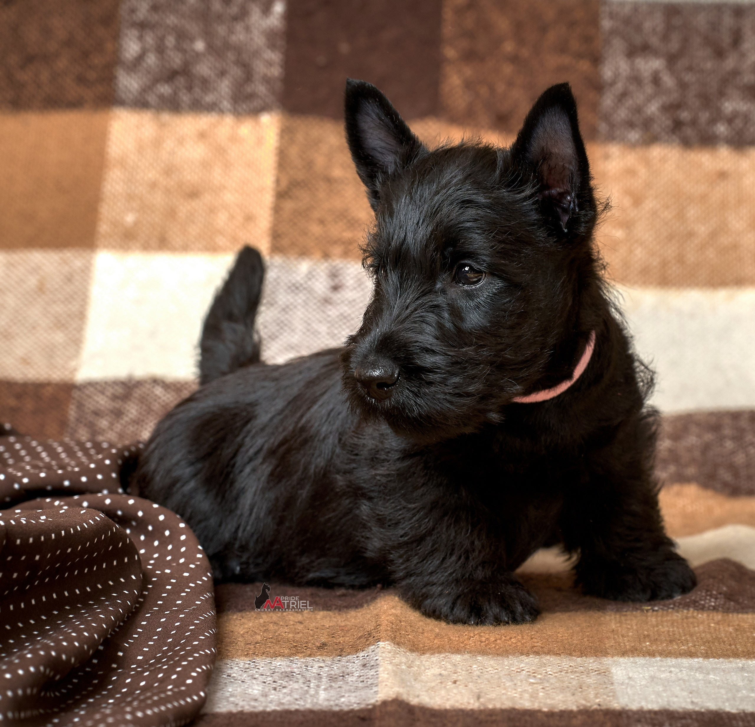 Щенки дома — галерея NATRIEL