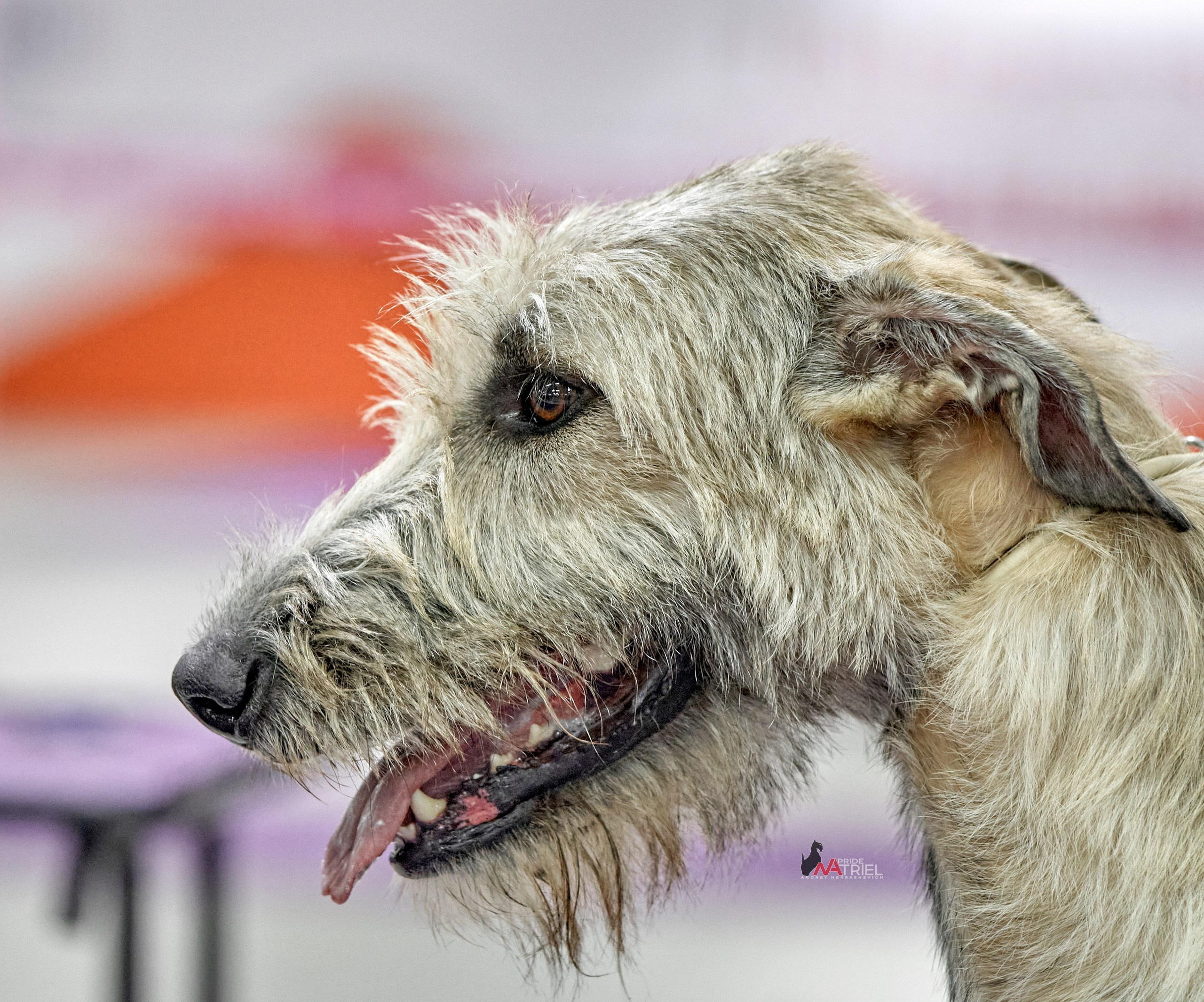 Портреты собак — галерея NATRIEL