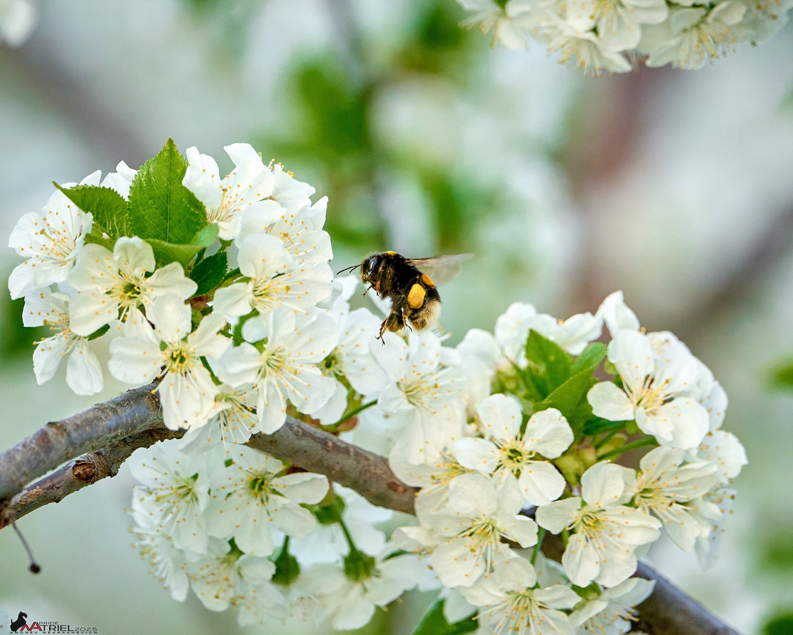 Природа в апреле. Всё в цветении!