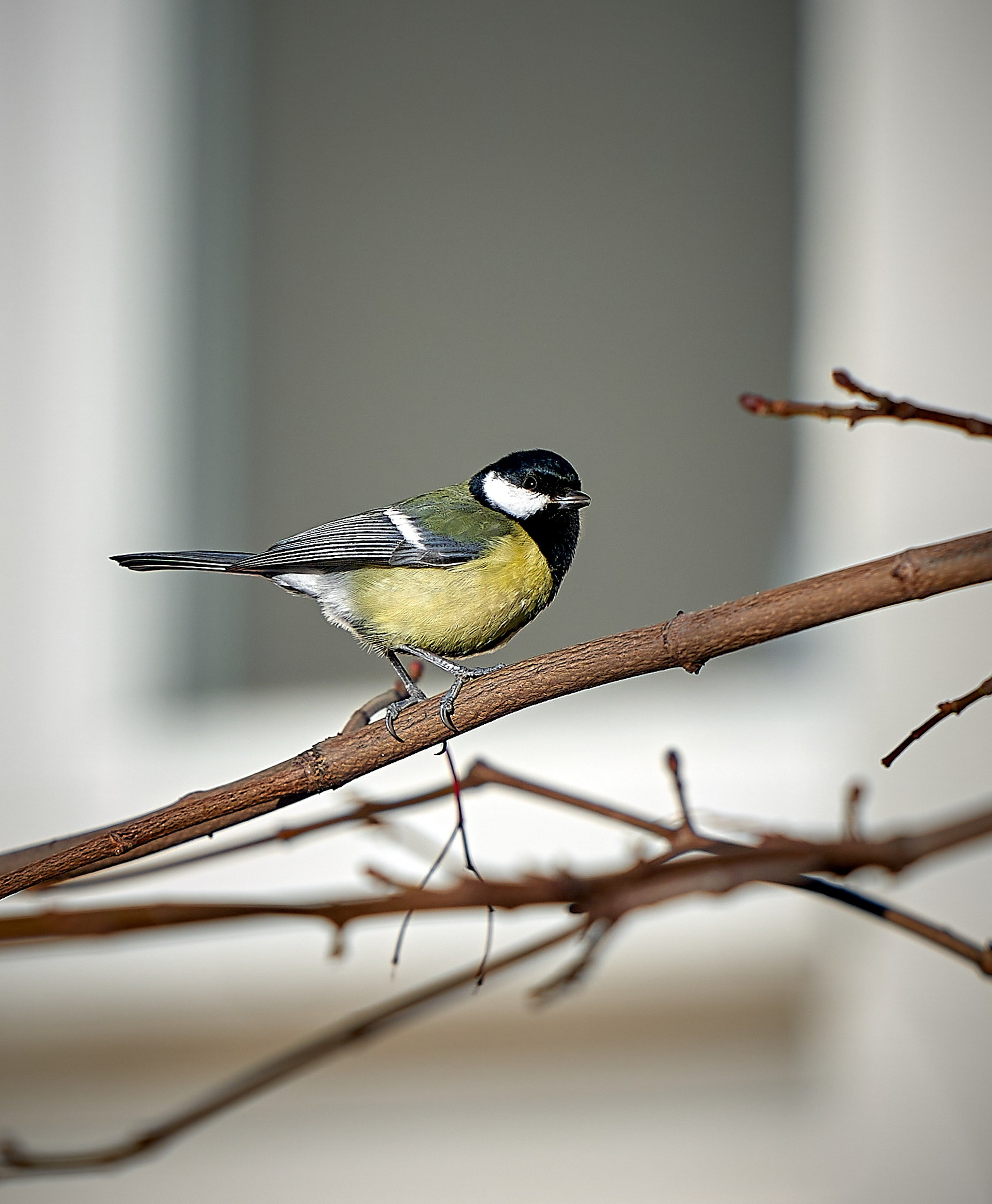 Фото птиц — галерея NATRIEL