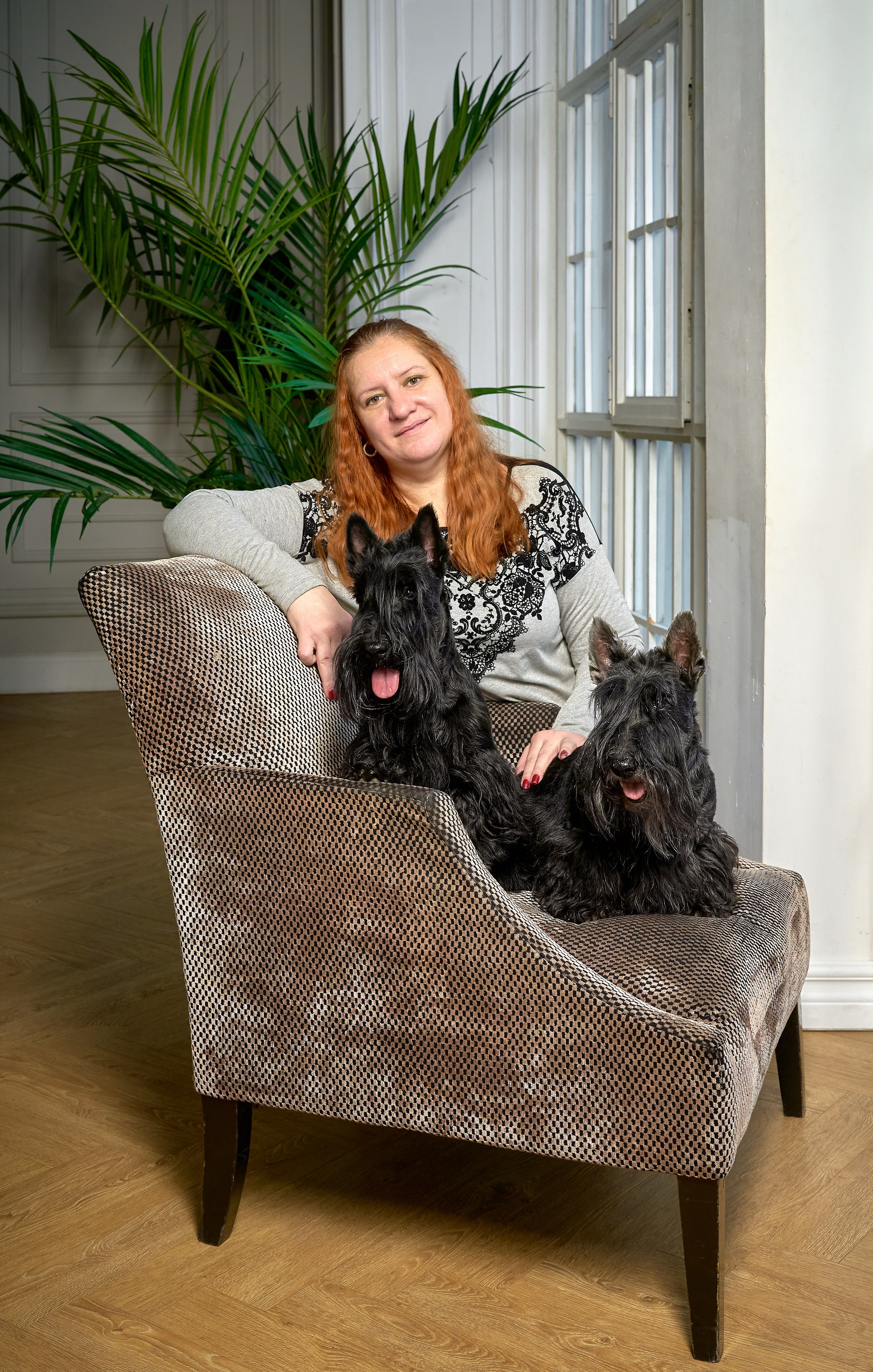 Съемка в студии со скотч-терьерами