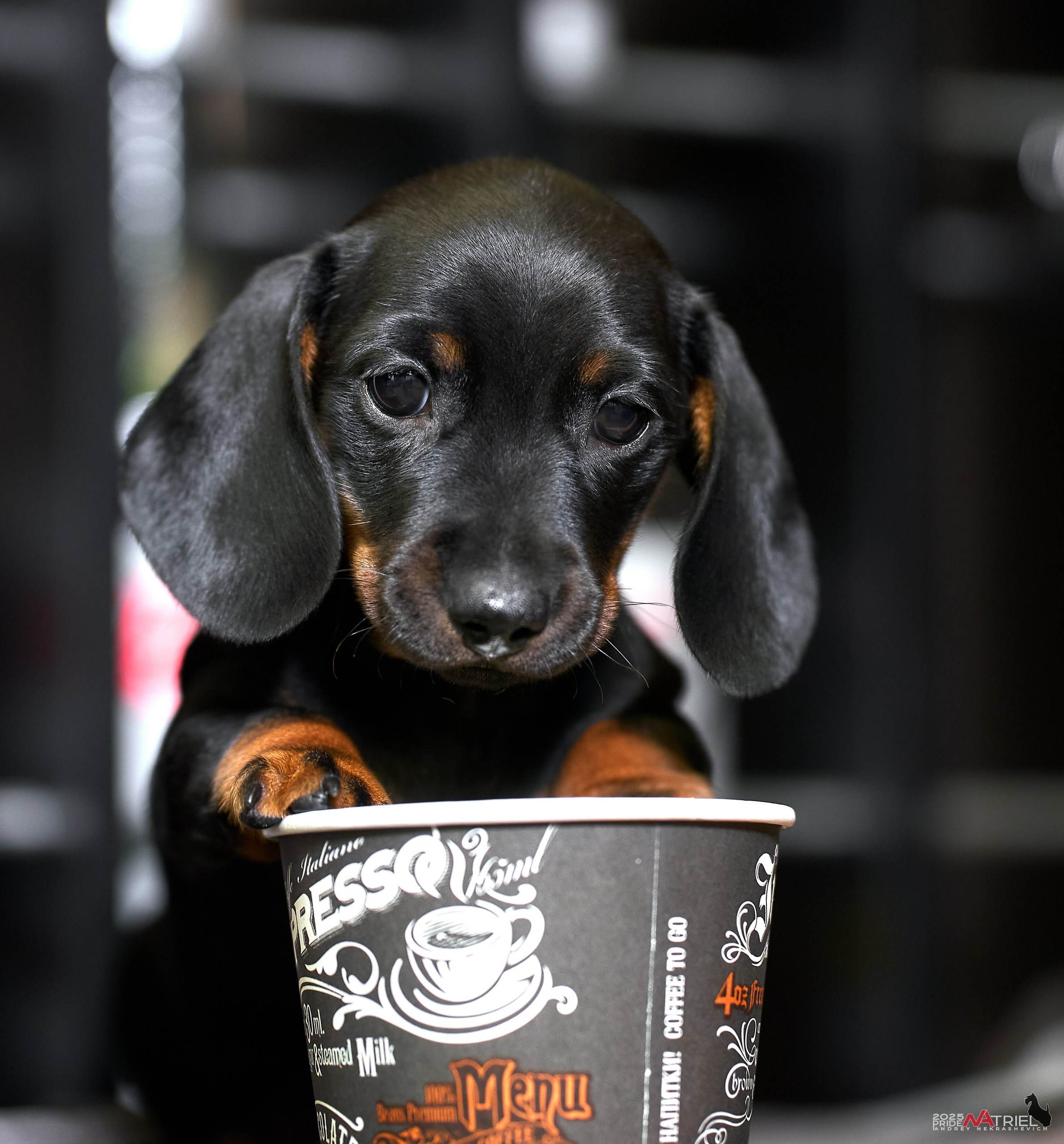 Съемка щенков таксы с мобильным светом