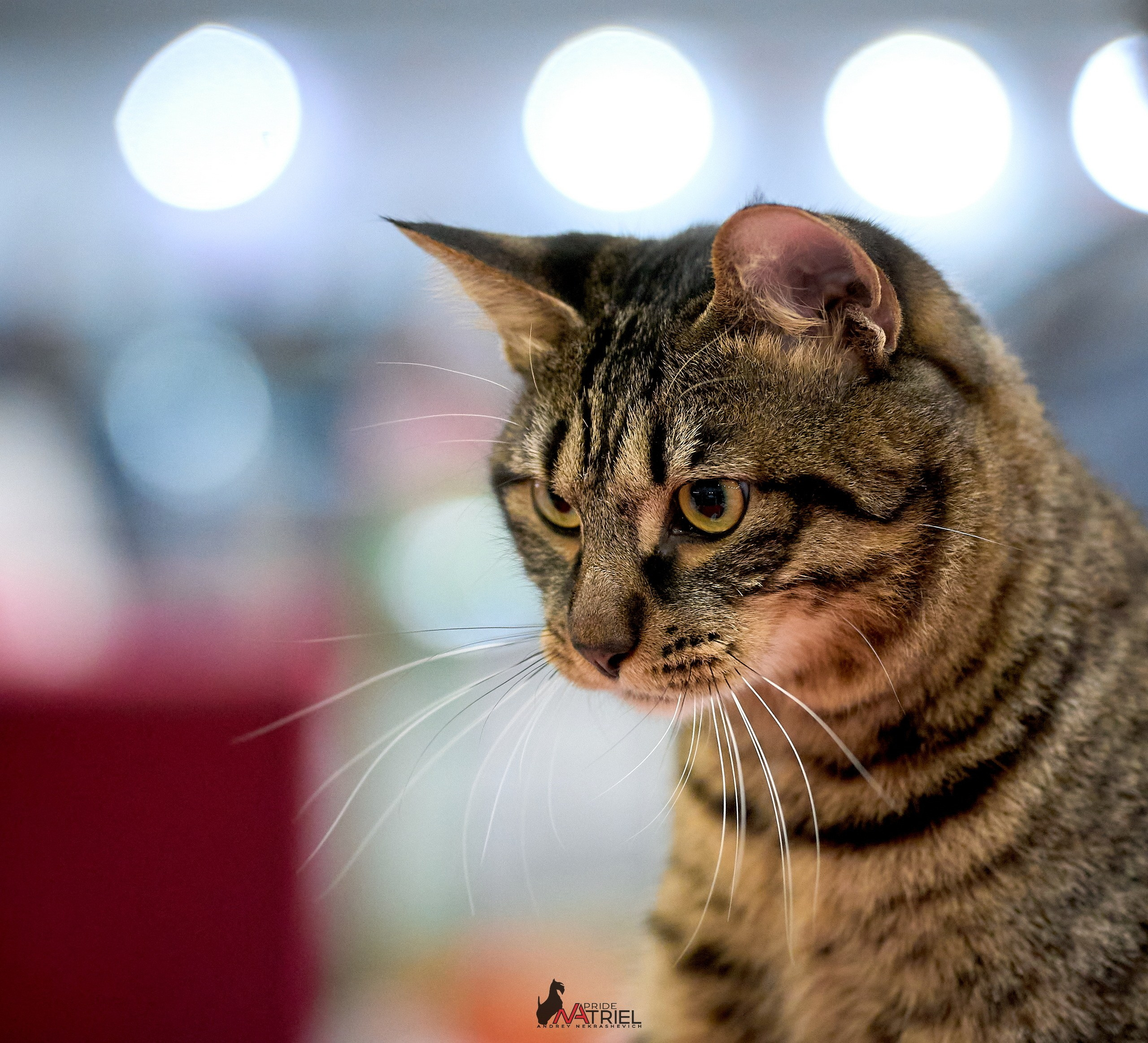 Кошки на выставках — галерея NATRIEL