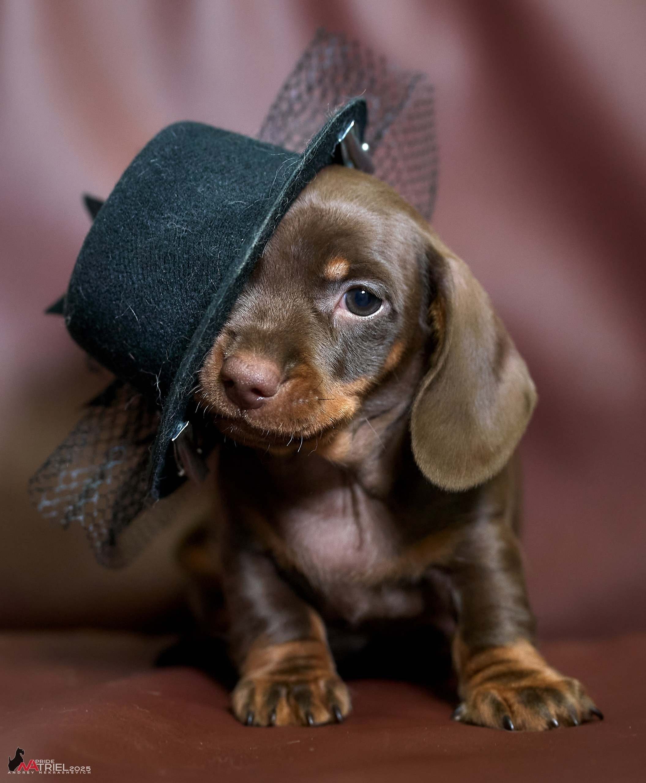 Съемка щенков таксы с мобильным светом