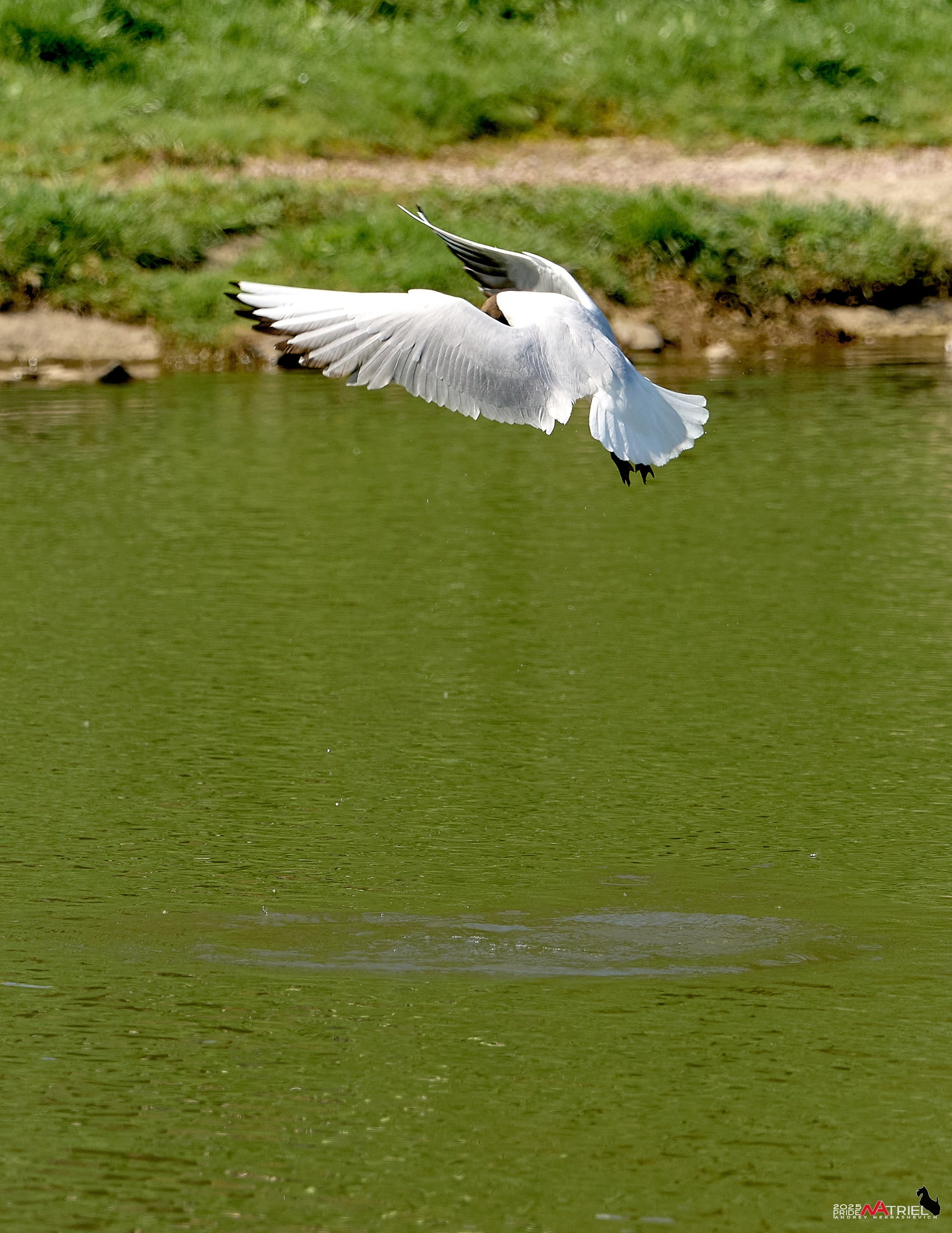 Птички и цветочки
