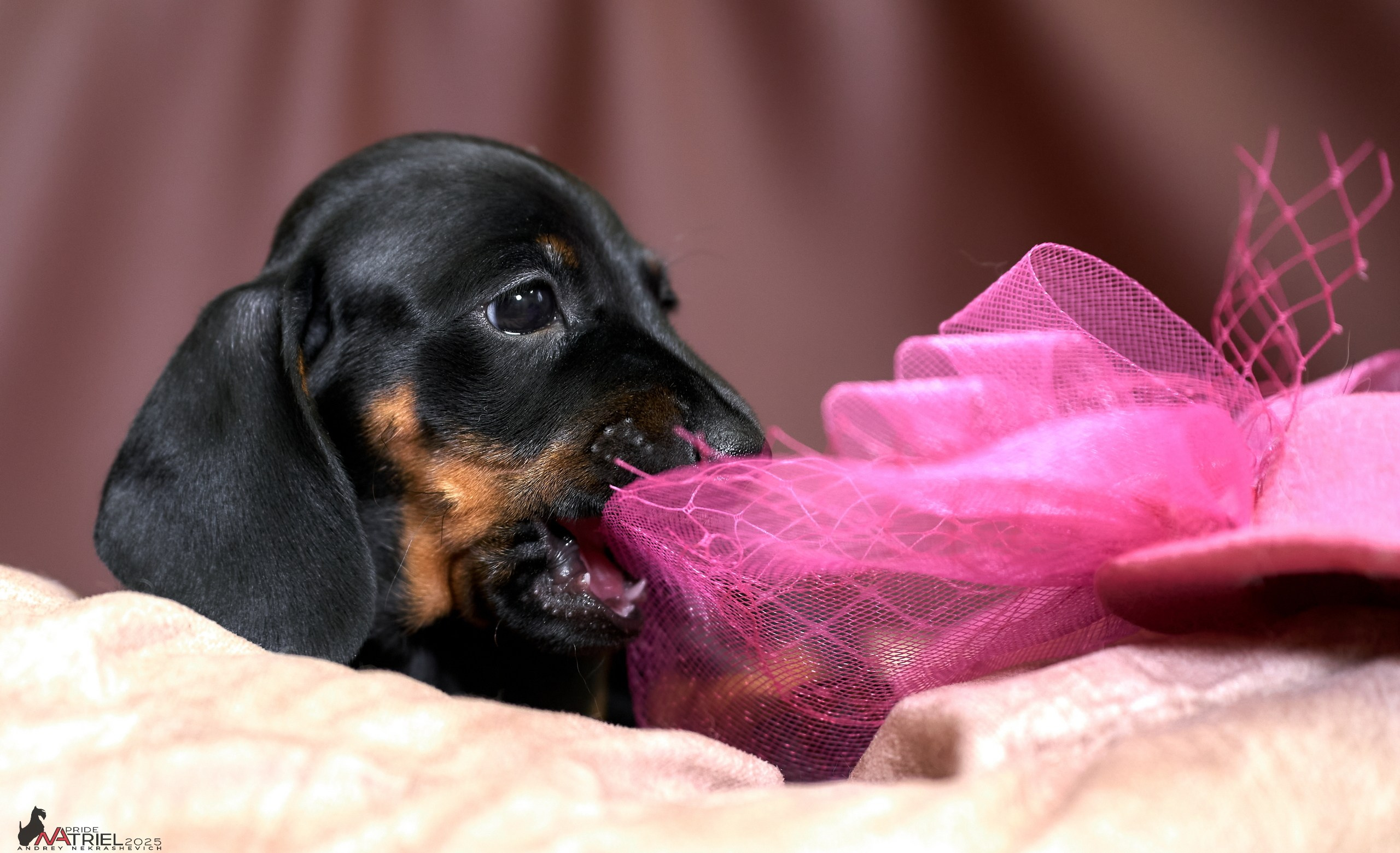 Съемка щенков таксы с мобильным светом