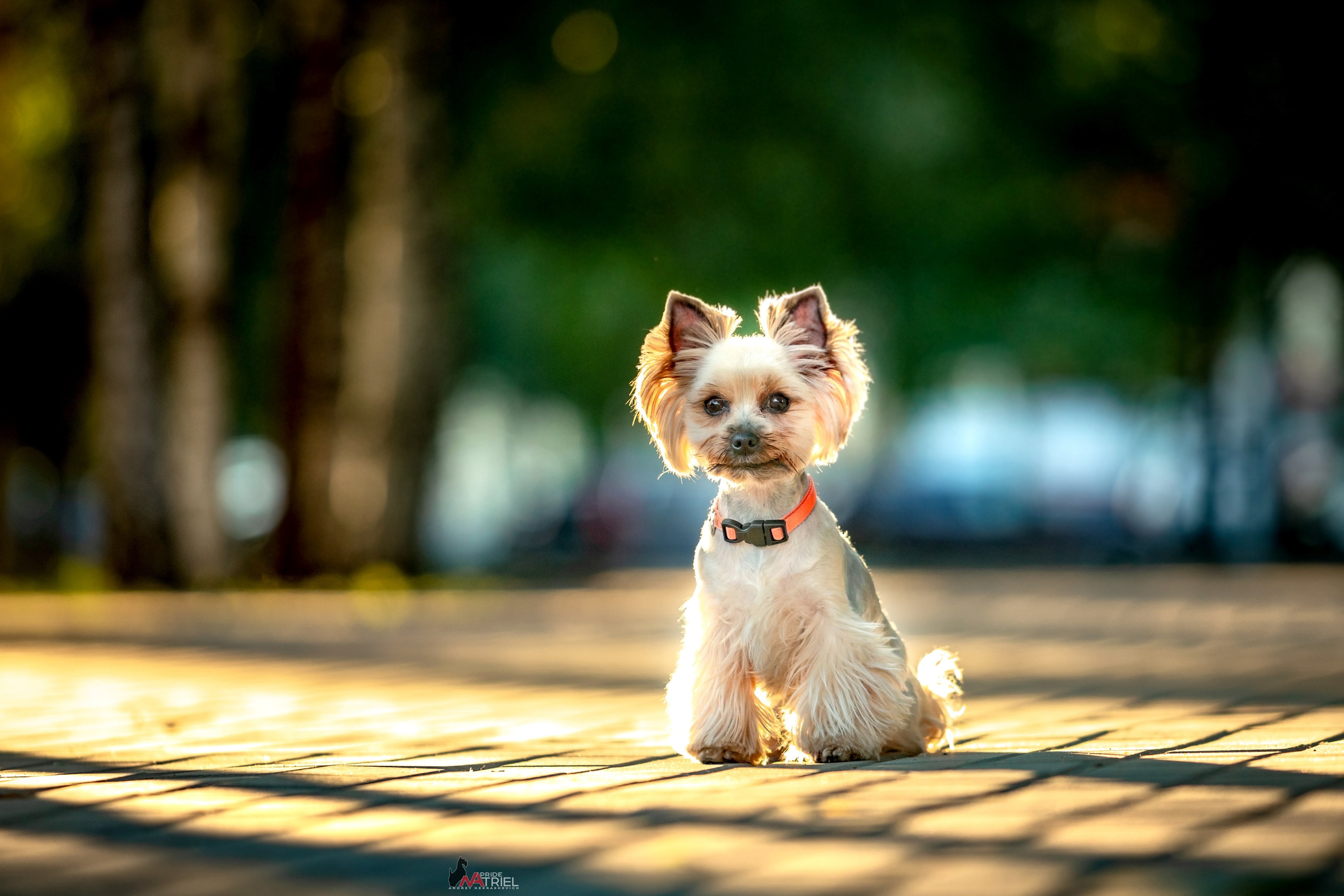 Йоркширский терьер Циля
