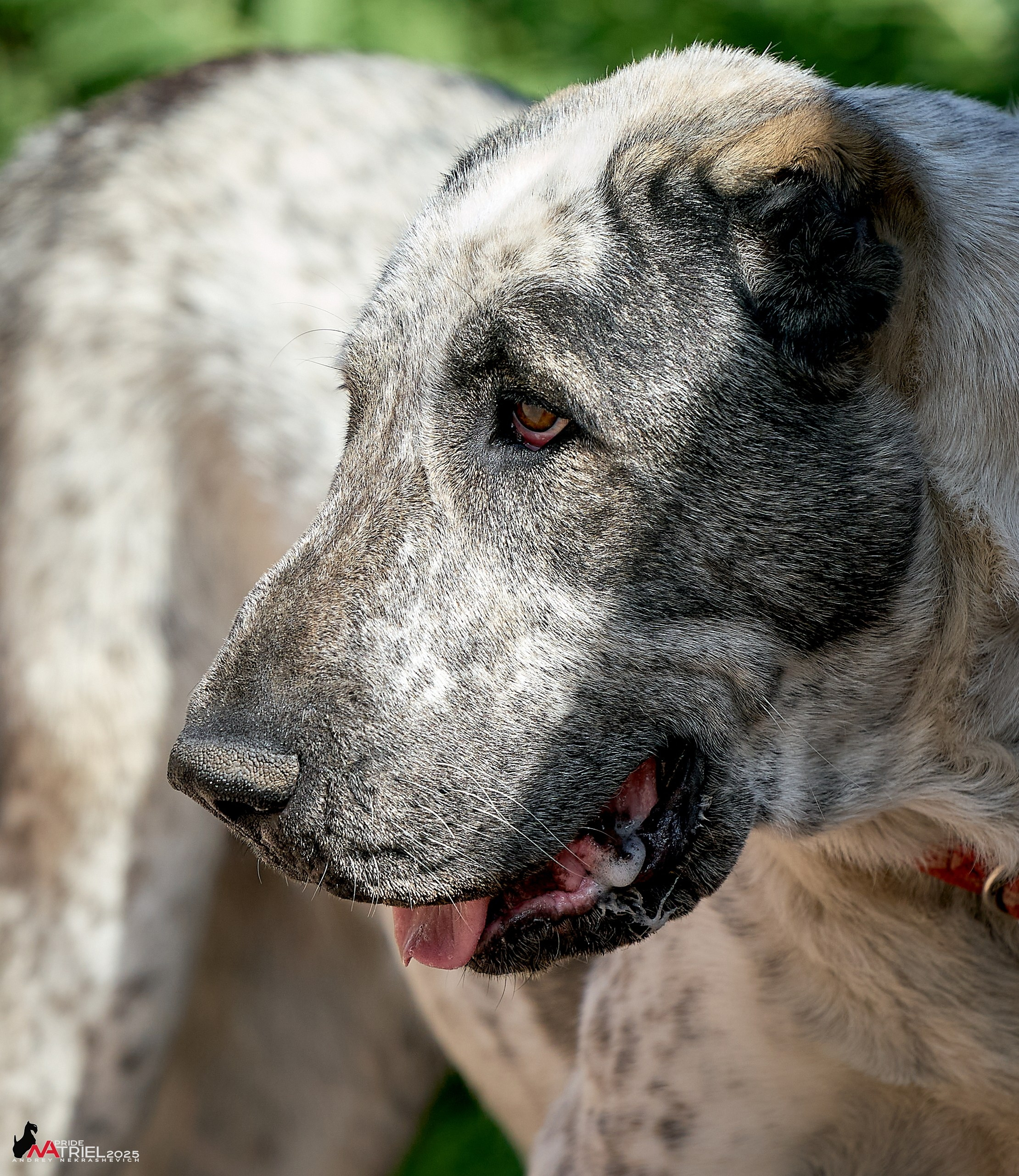 Алабаи и скотч-терьеры в питомнике у Ольги