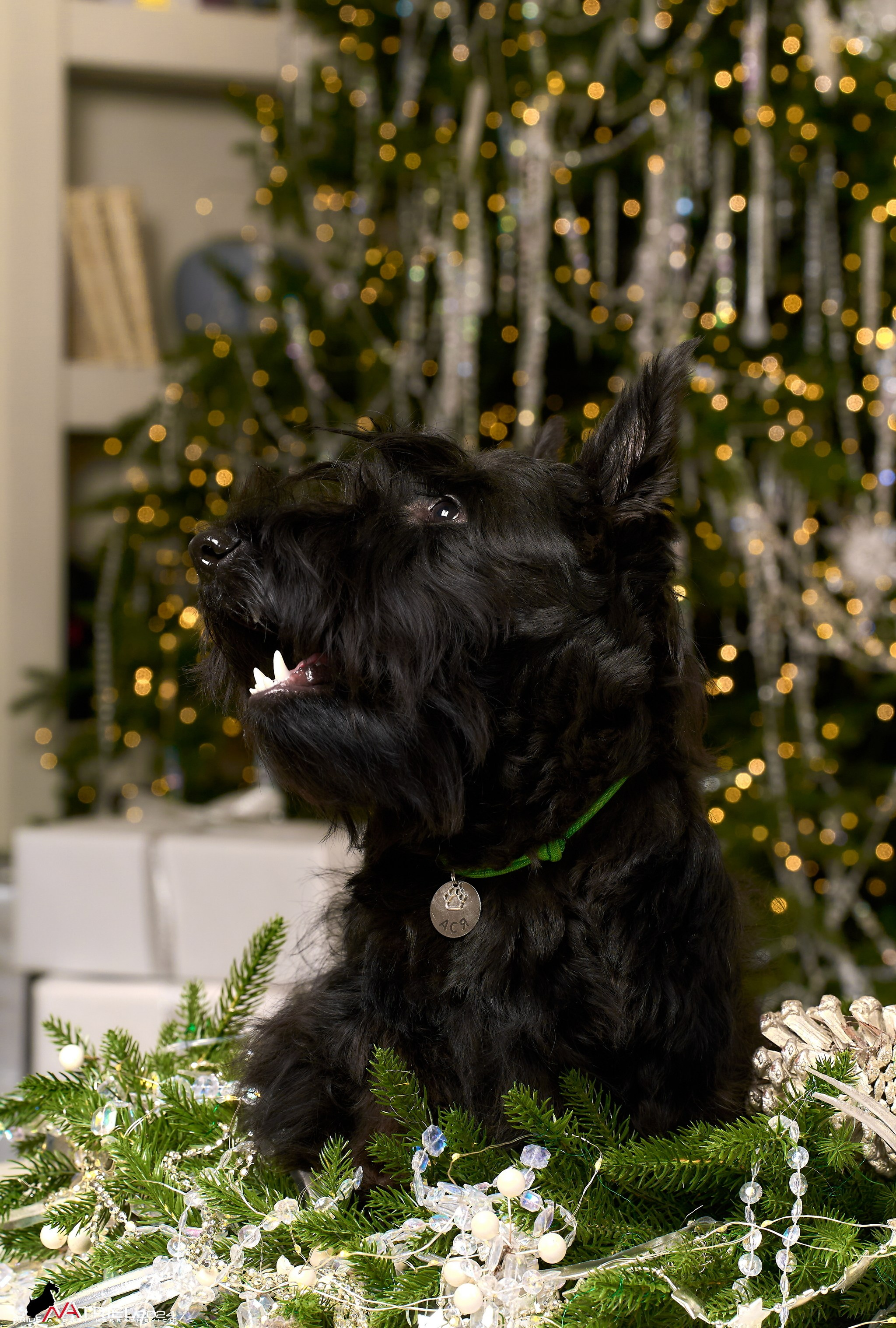 Семейная съемка с собаками в студии