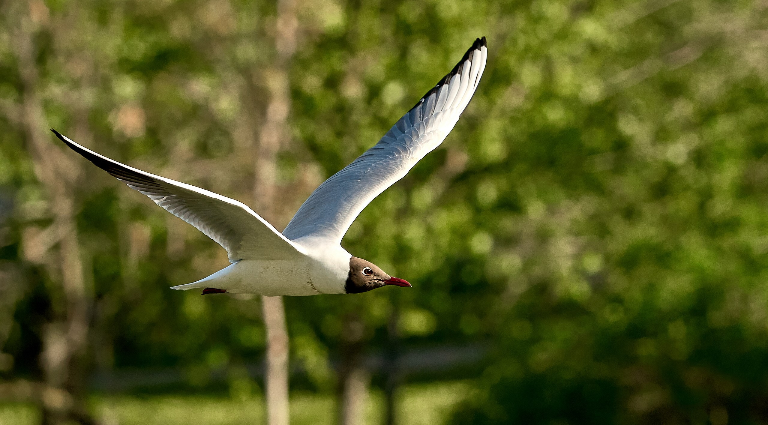 Фото птиц — галерея NATRIEL