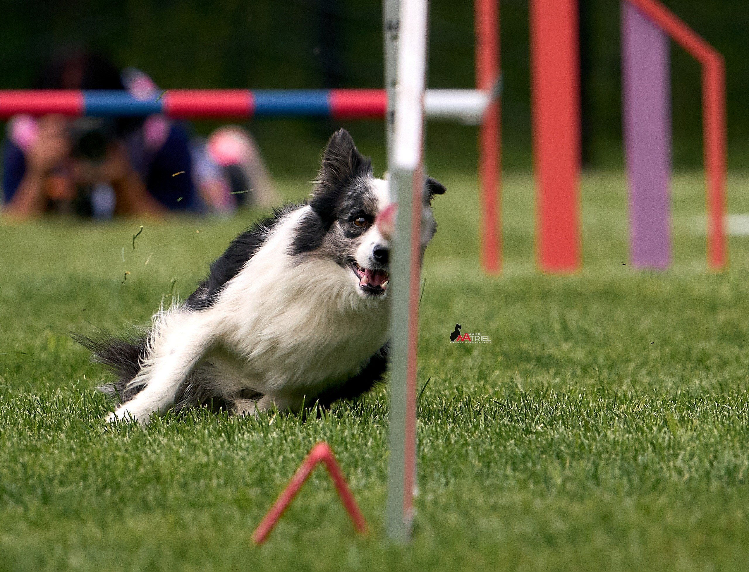 Аджилити — галерея NATRIEL