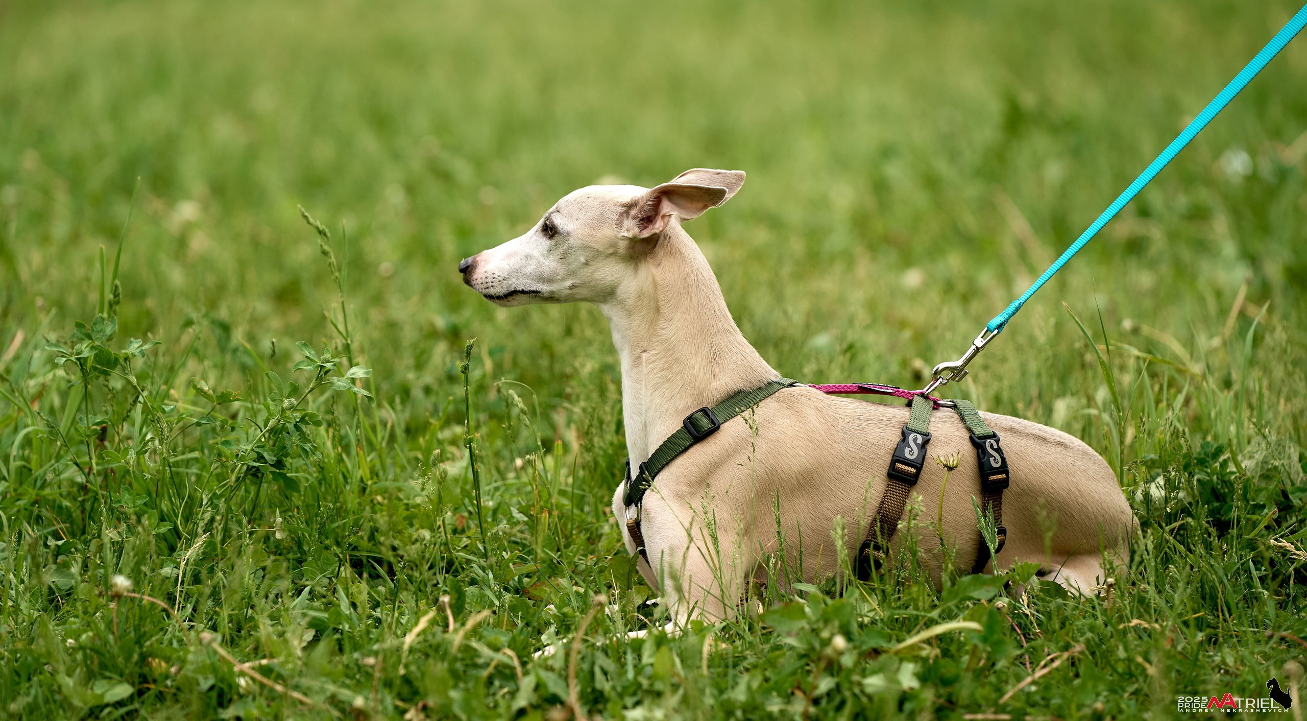 Russian Extreme Dog Trail — 2025