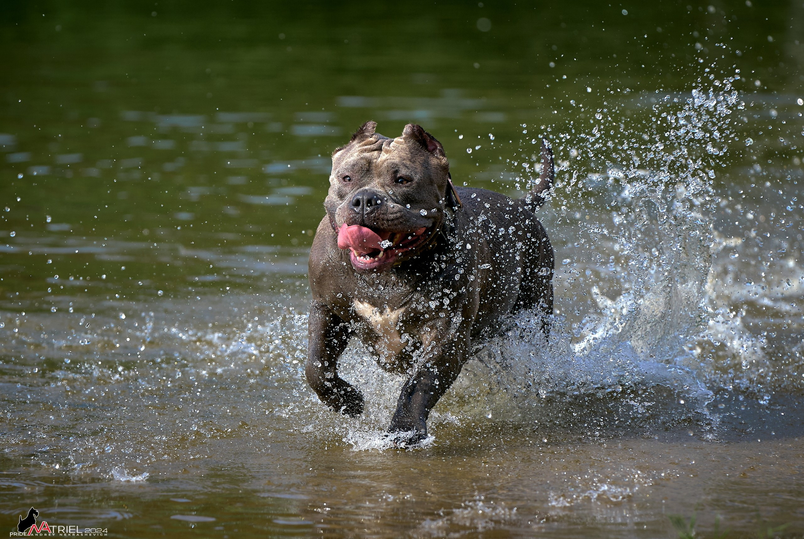 Фотопрогулка с булли