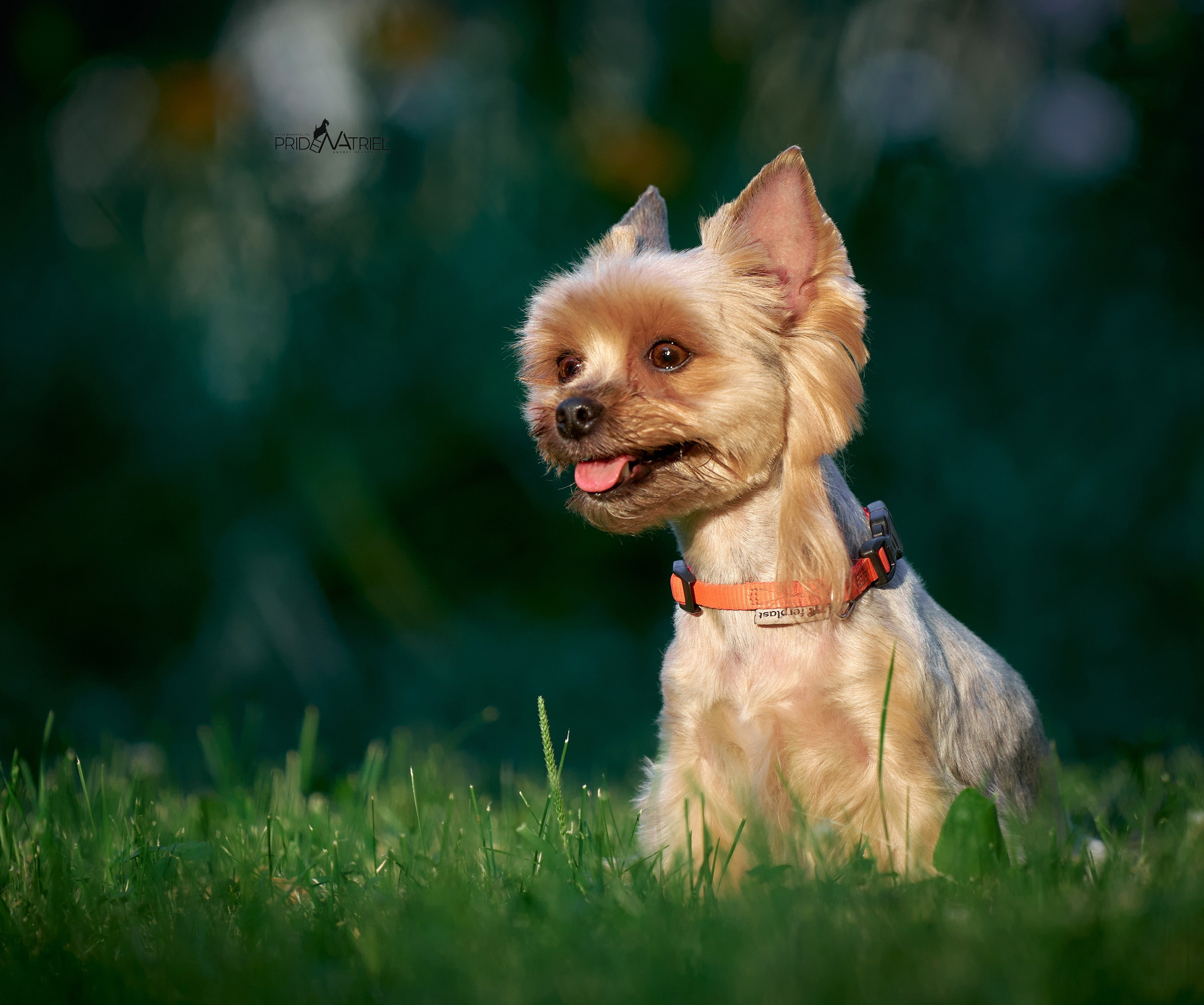 Йоркширский терьер Циля