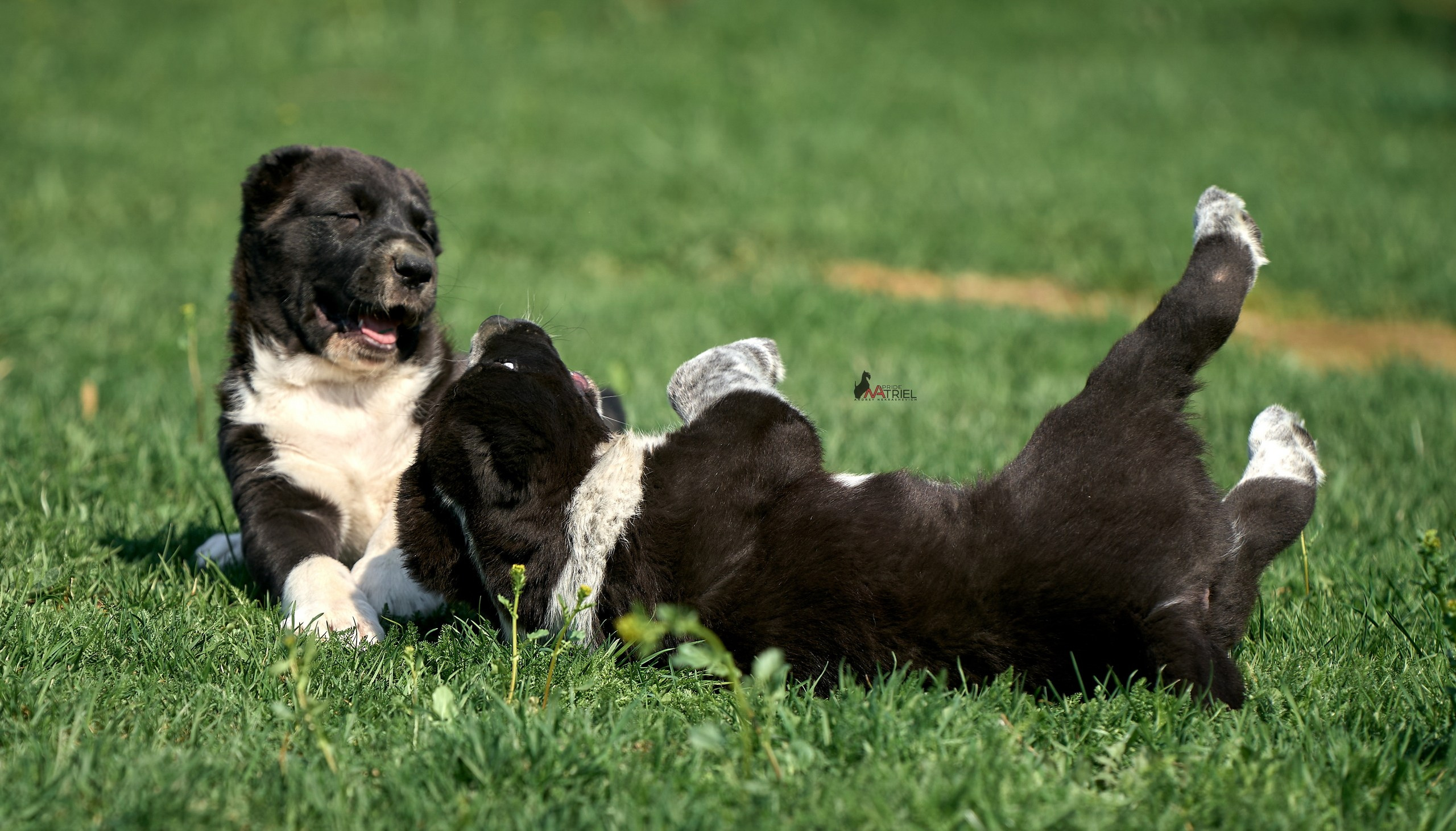 Среднеазиаты — щенки и взрослые