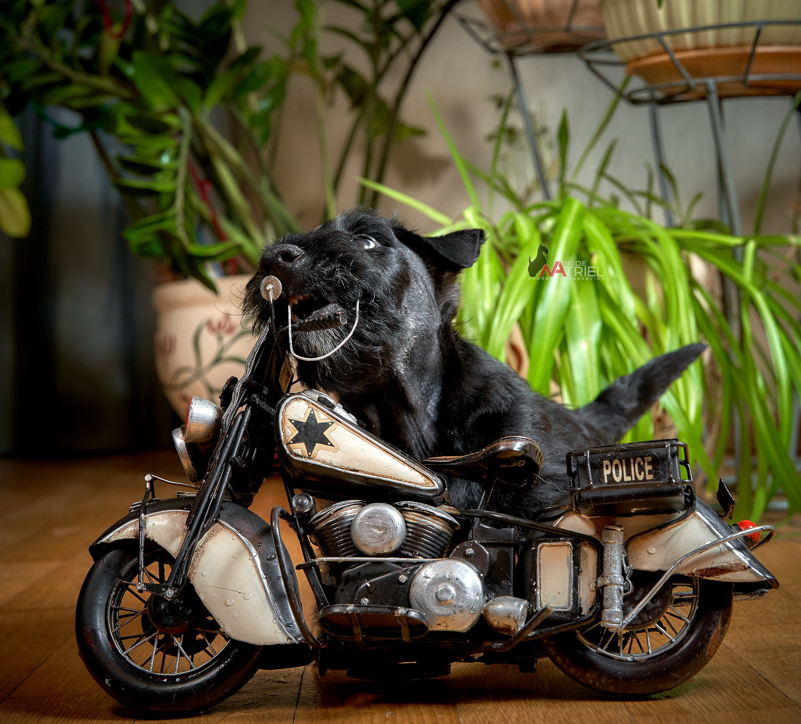 Щенки дома — галерея NATRIEL