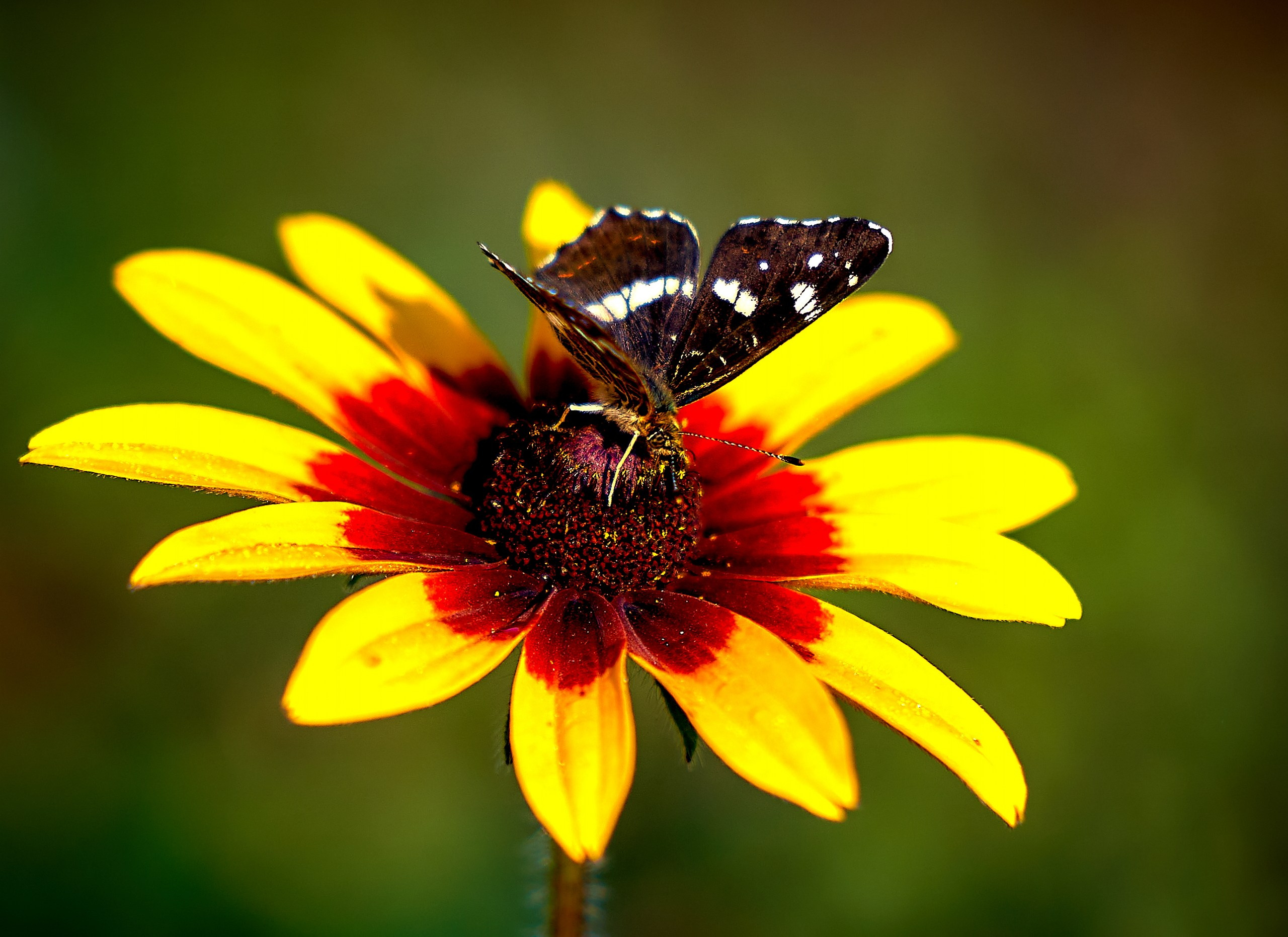 Макро-фото — галерея NATRIEL
