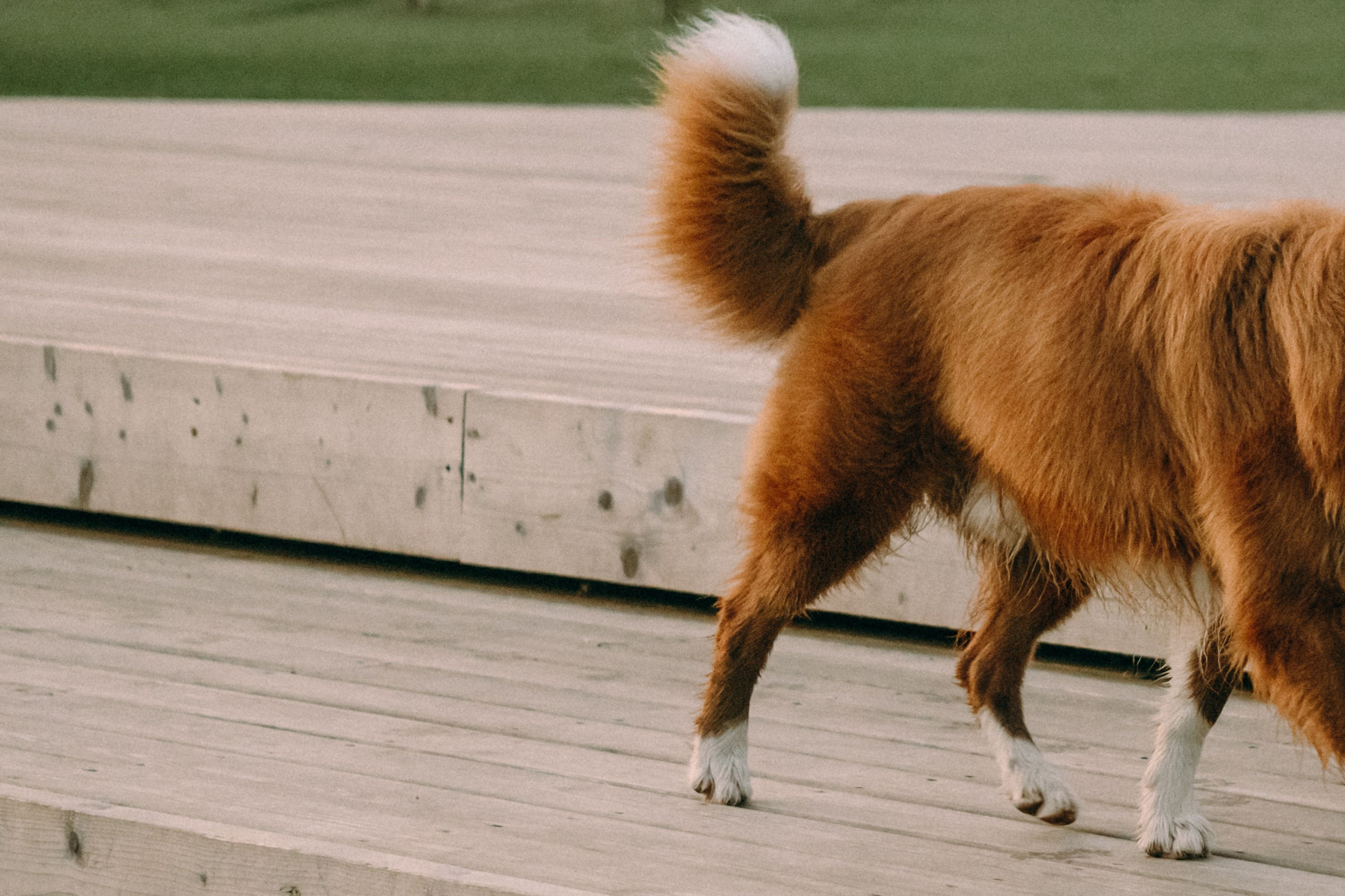Виолетта, Лила и Питер. Фотограф-анималист Ксения Воробьева, Москва