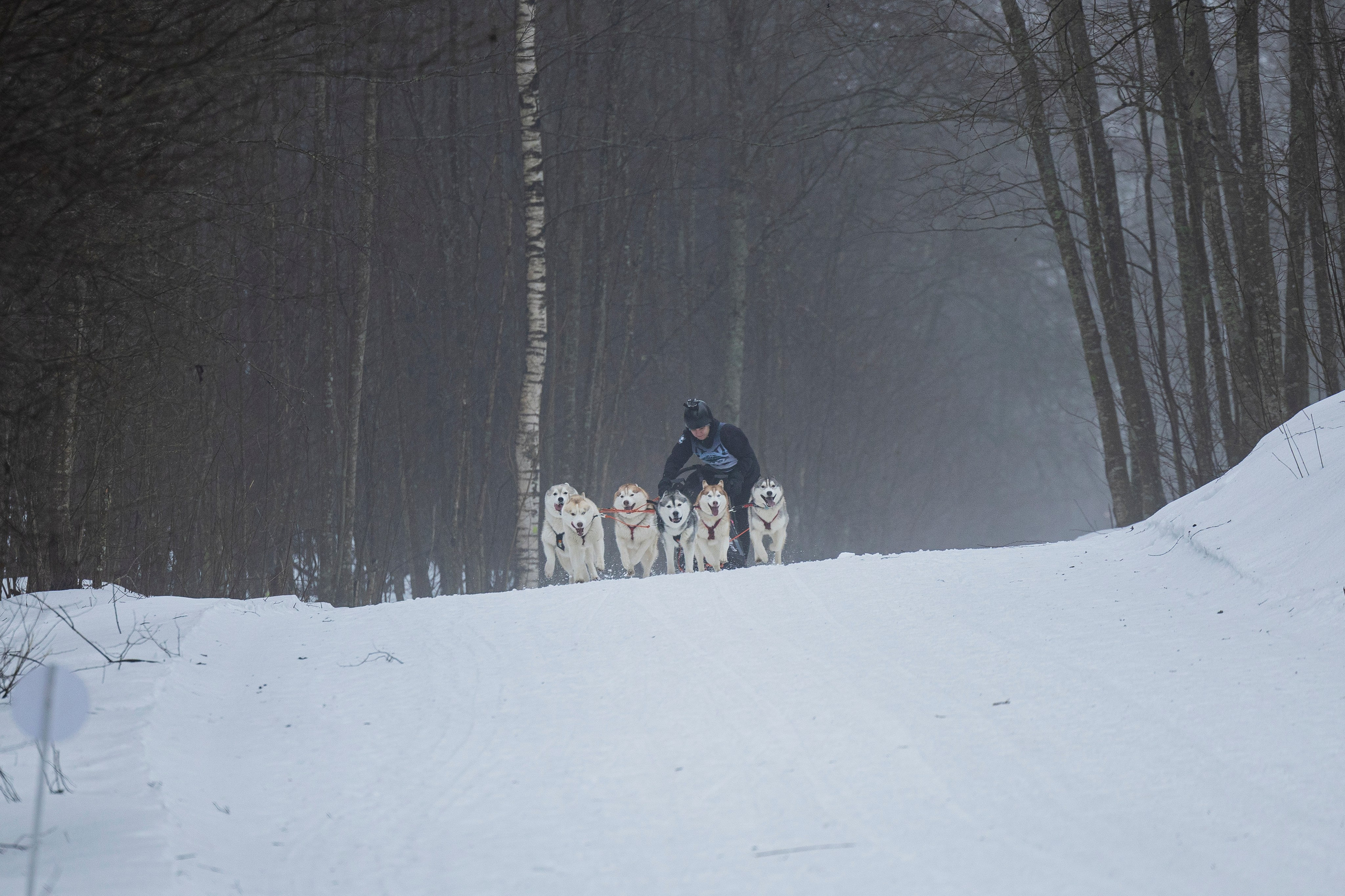 Зимний Чемпионат Санкт-Петербурга по ездовому спорту. Фотограф-анималист Анна Маринич