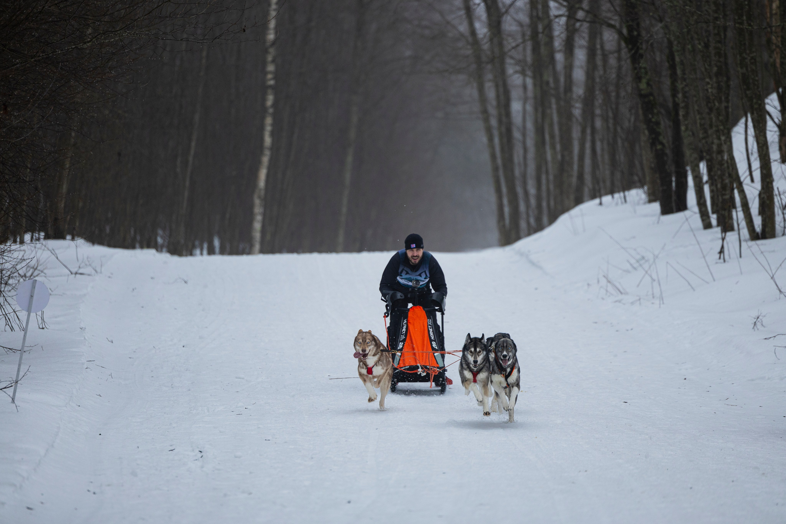 Зимний Чемпионат Санкт-Петербурга по ездовому спорту. Фотограф-анималист Анна Маринич
