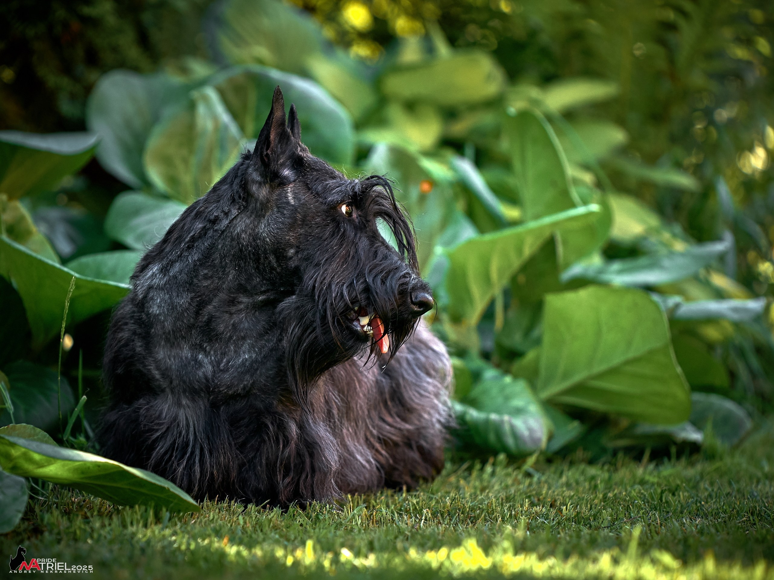 Алабаи и скотч-терьеры в питомнике у Ольги