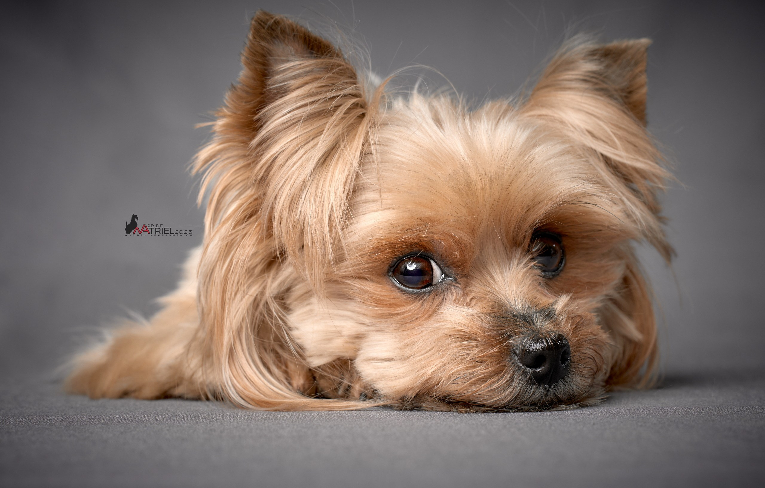 Съемка моих собак с мобильным светом