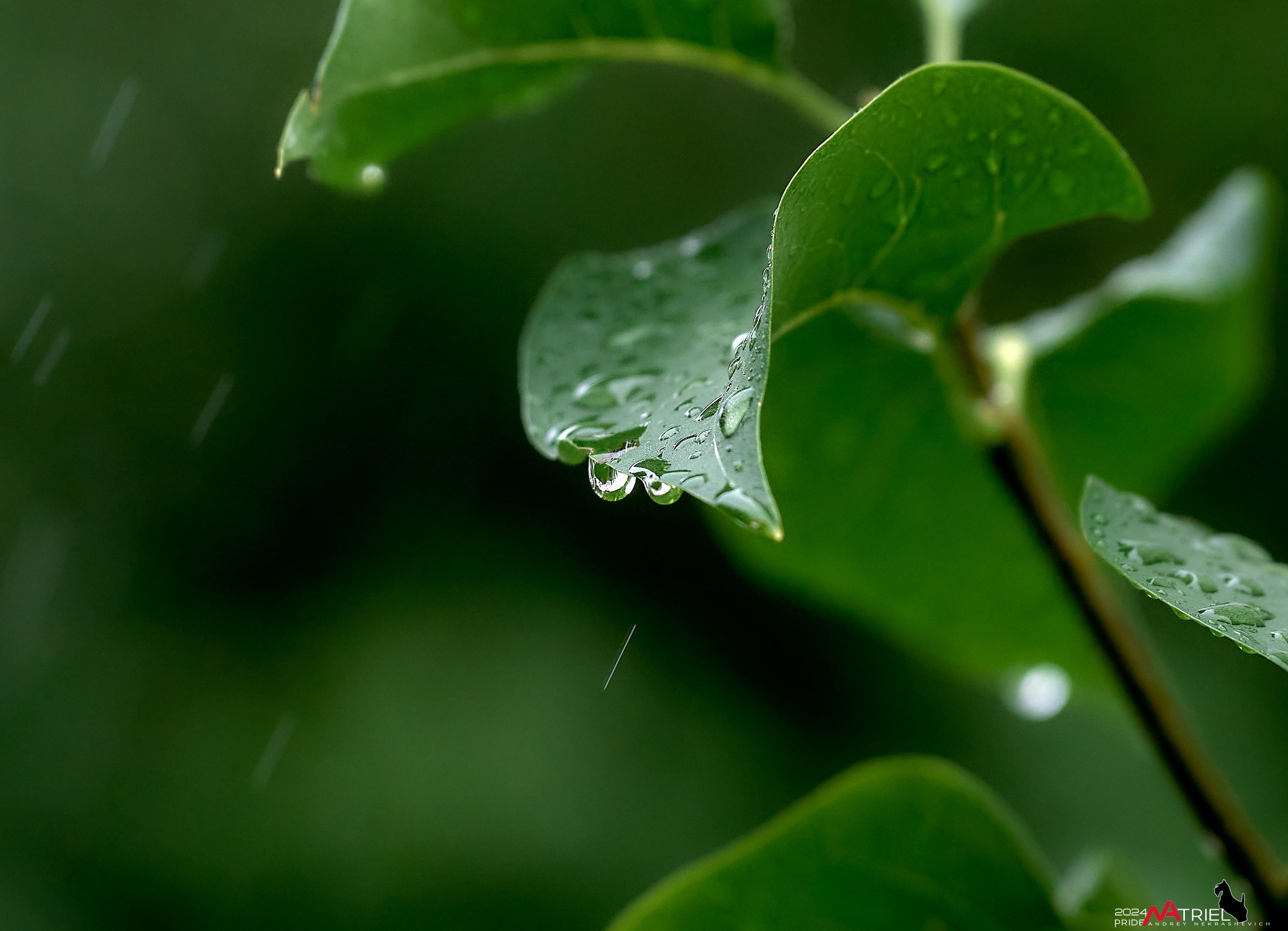 Съемка природы после дождя