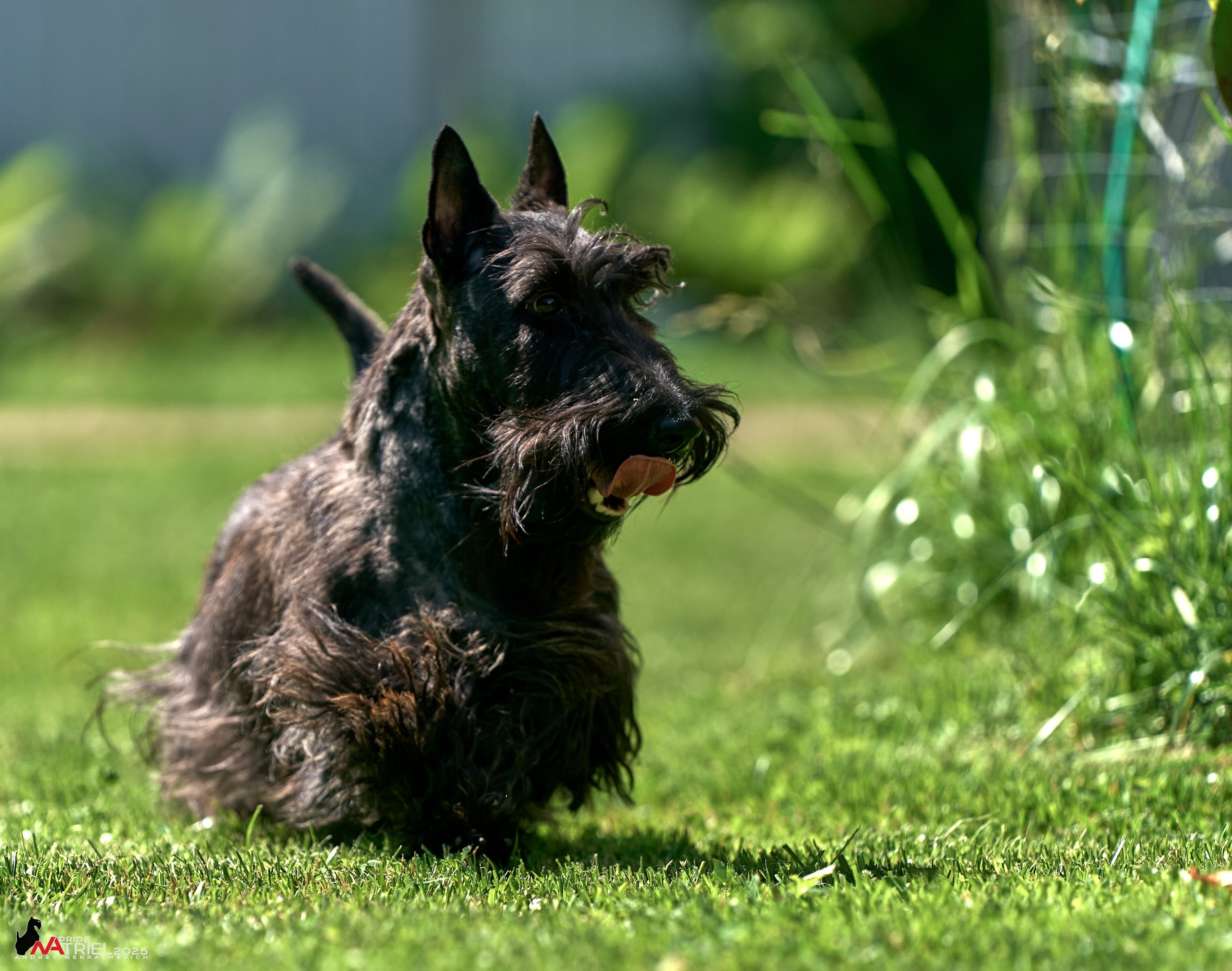 Алабаи и скотч-терьеры в питомнике у Ольги