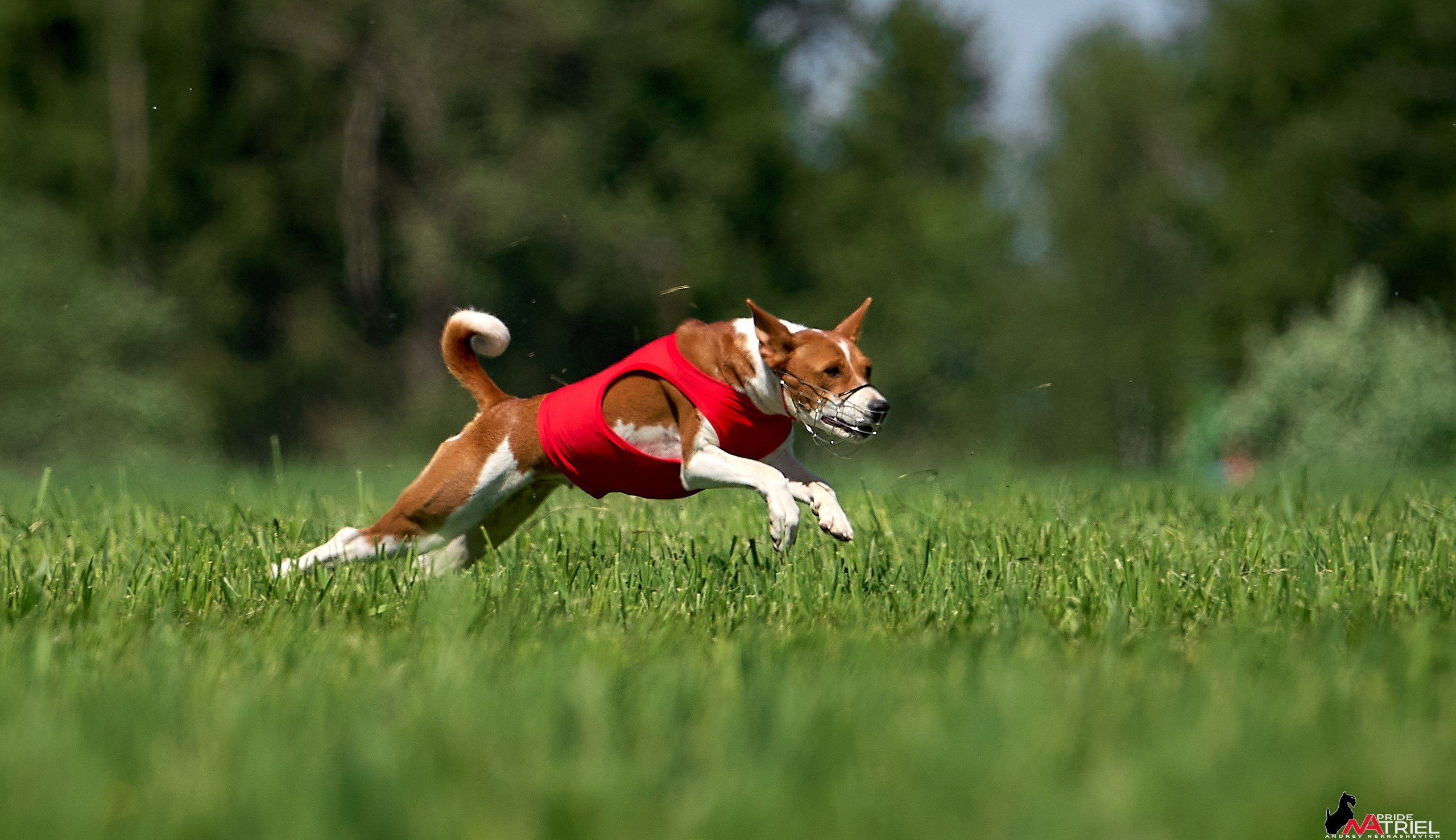 Съемка курсинг — галерея NATRIEL