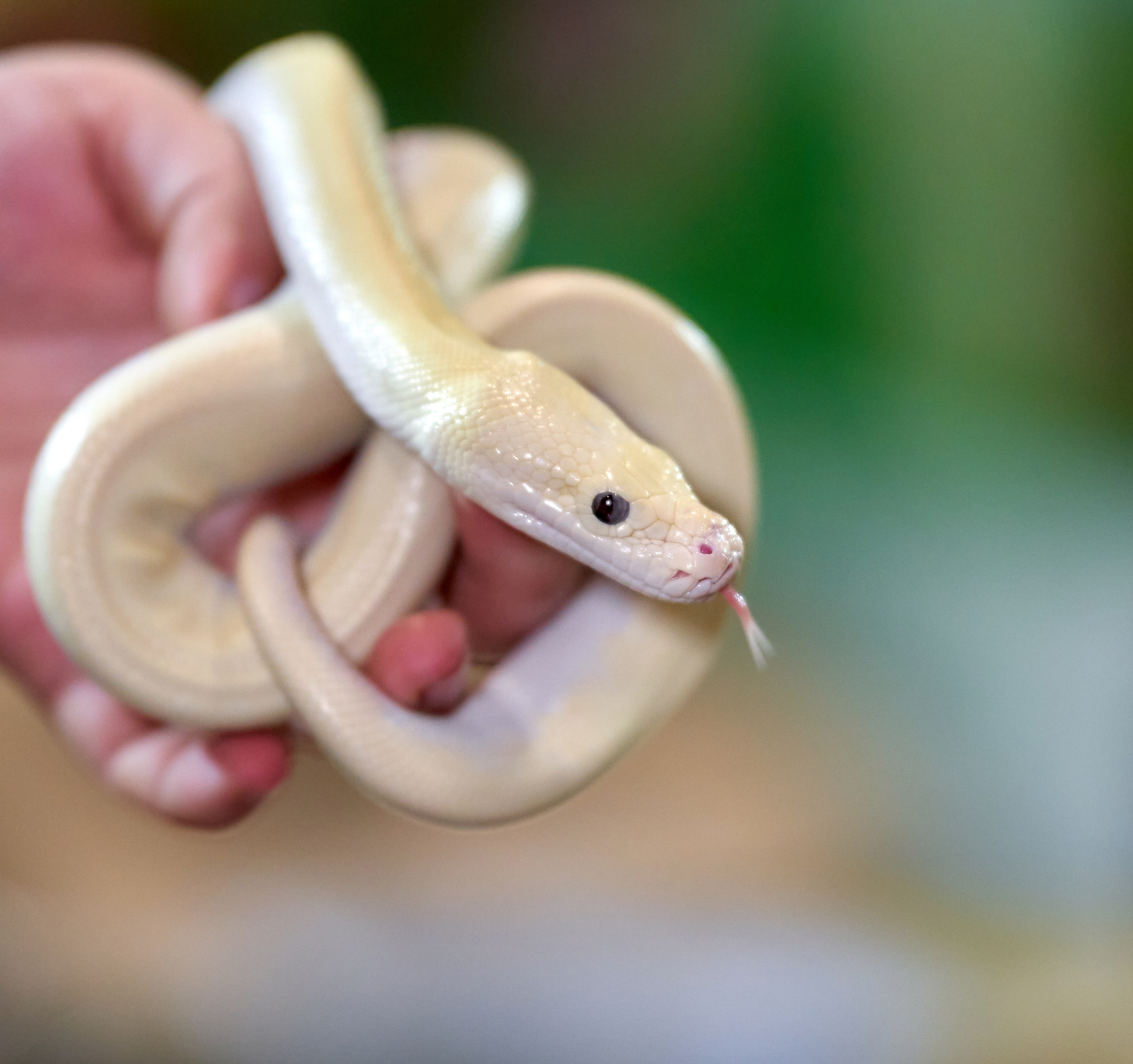 Рептилии — галерея NATRIEL