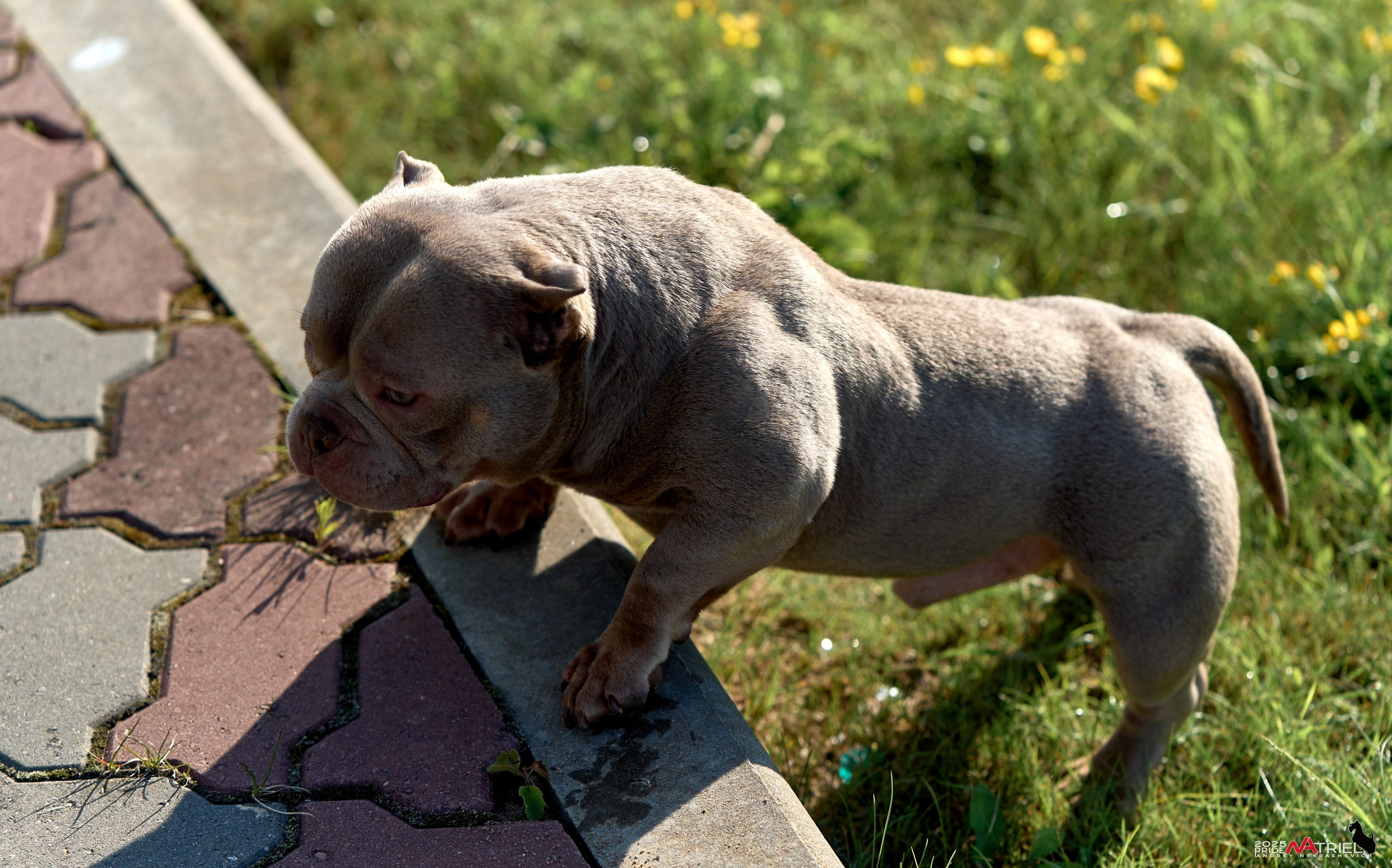 Съемка собак породы булли на природе