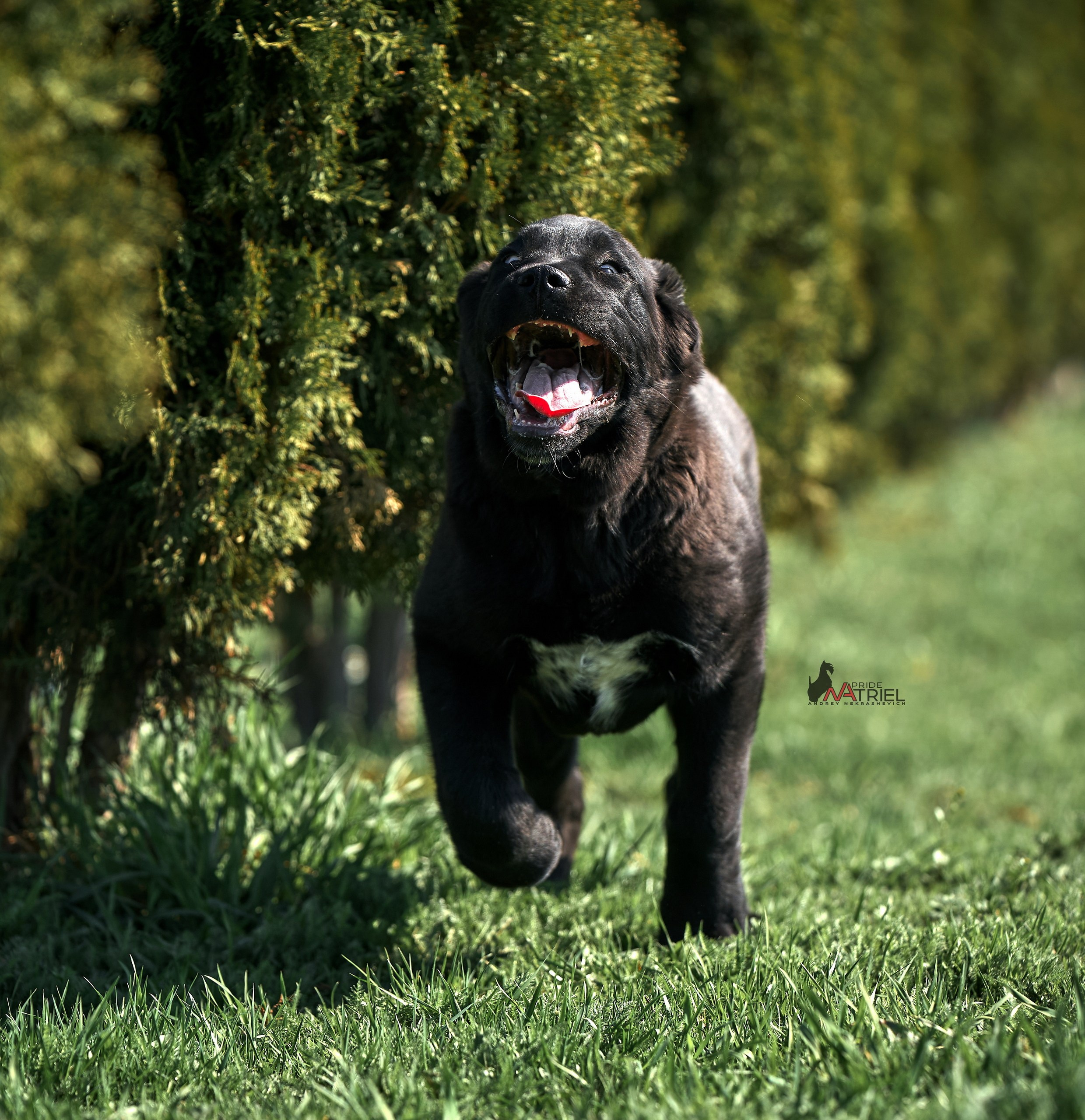 Среднеазиаты — щенки и взрослые