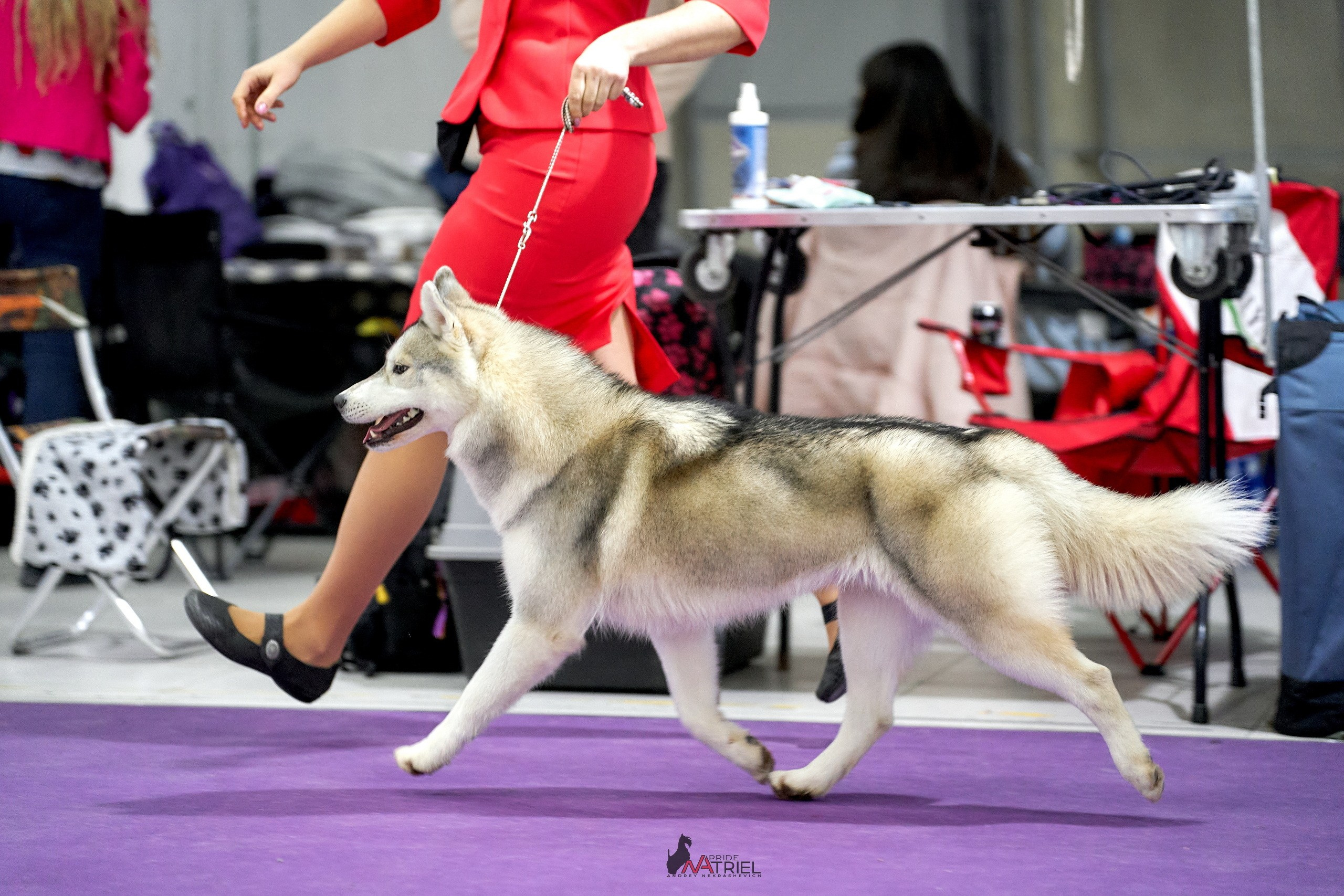 Работа в рингах — галерея NATRIEL