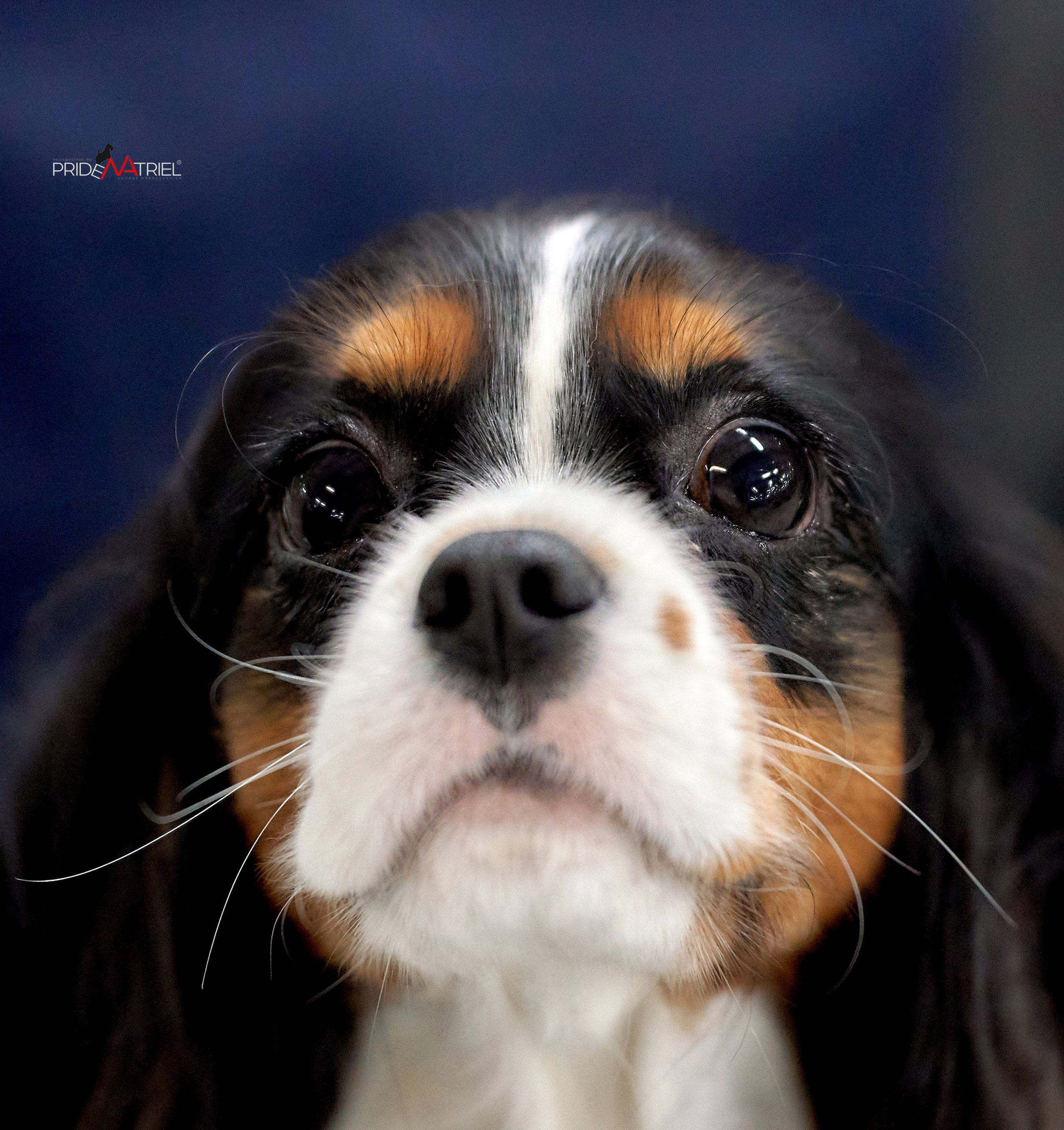 Портреты собак — галерея NATRIEL