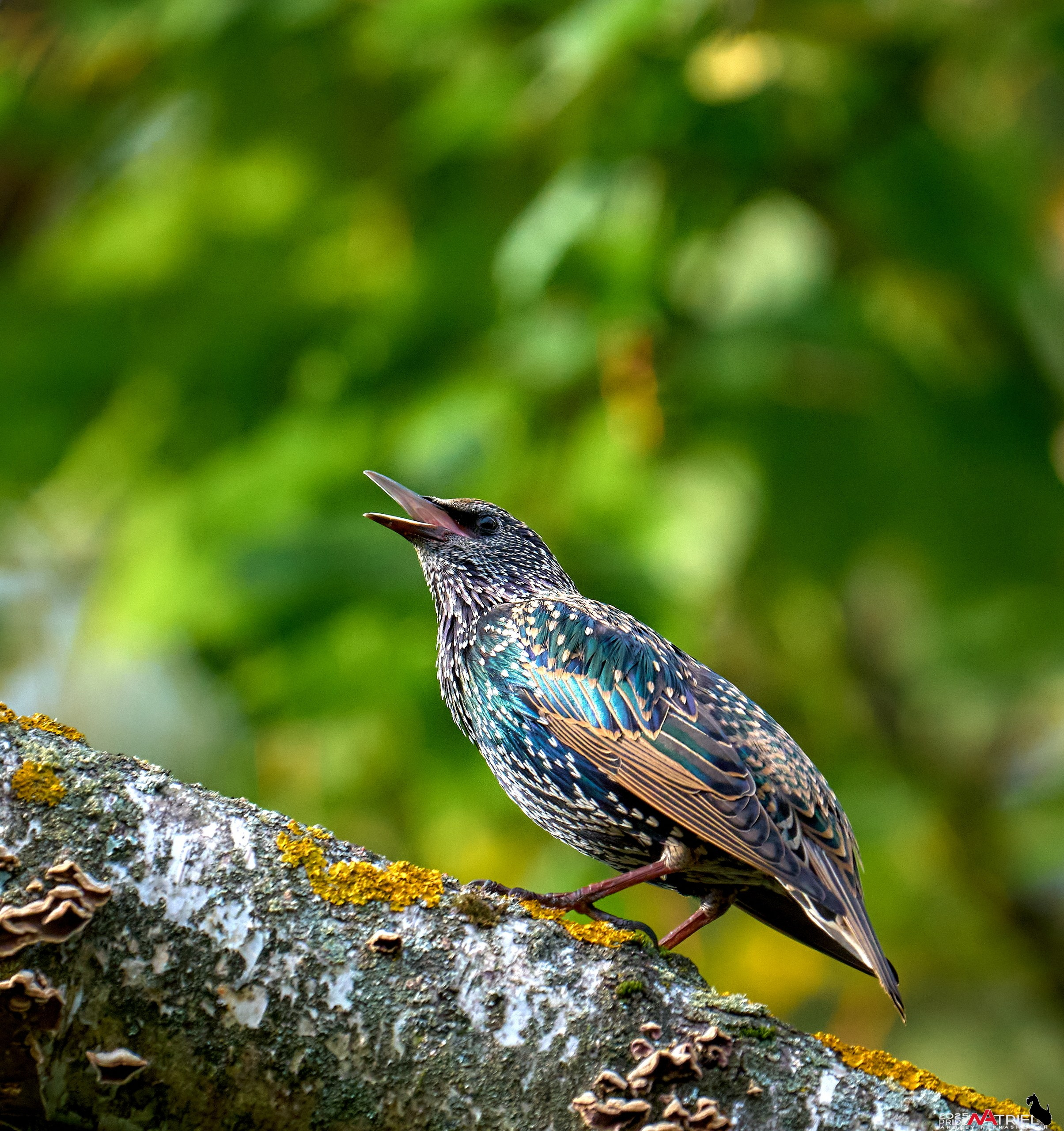 Съемка с объективом Sony 200-600 на камеру Sony A1m2