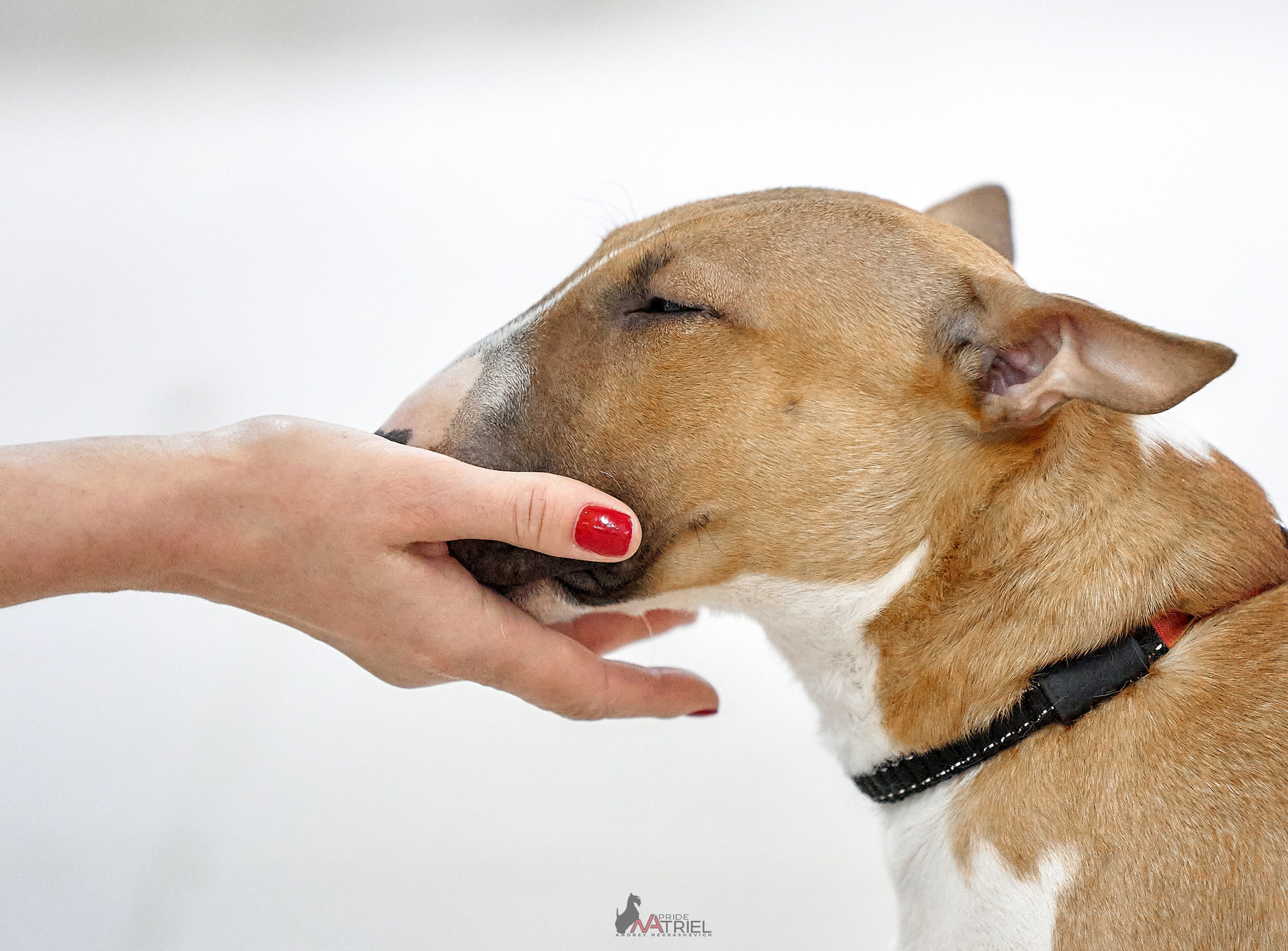 Картинки с выставки — галерея NATRIEL