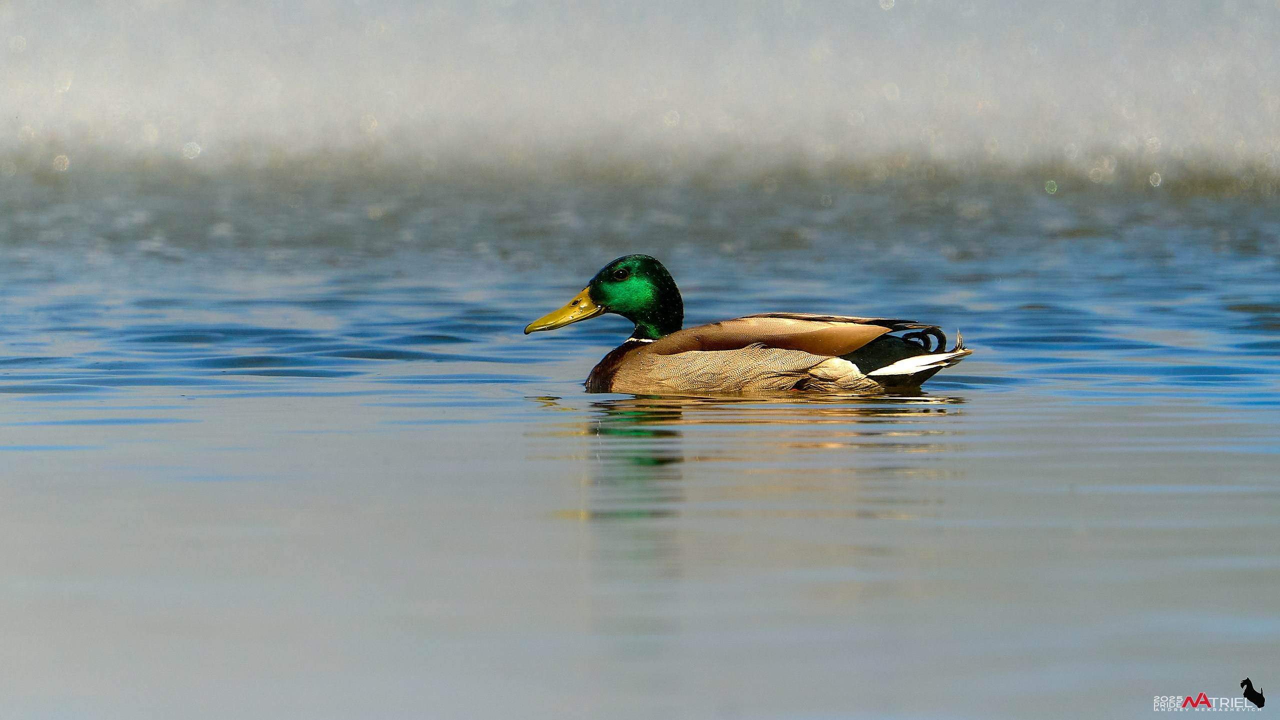 Птички и цветочки