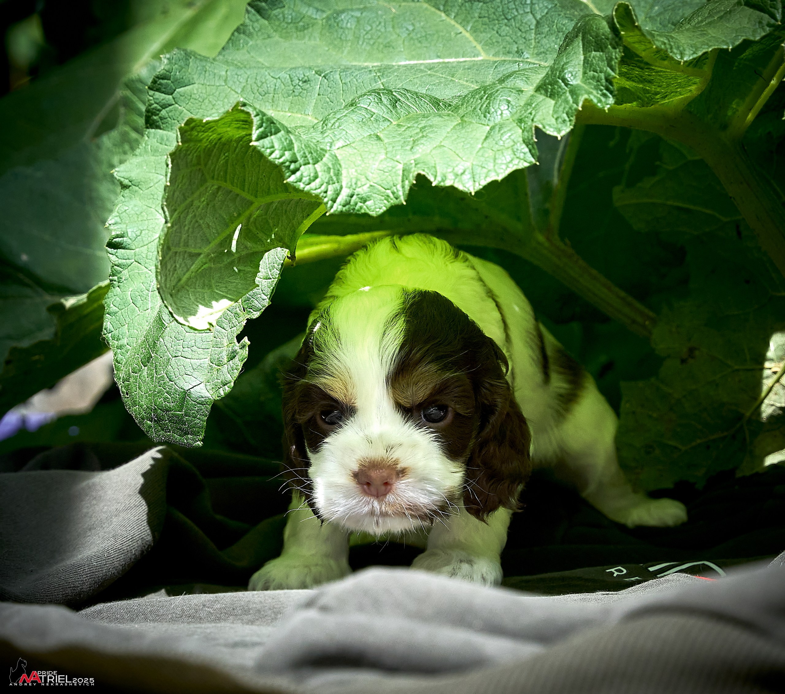 Щенки АмКокеров