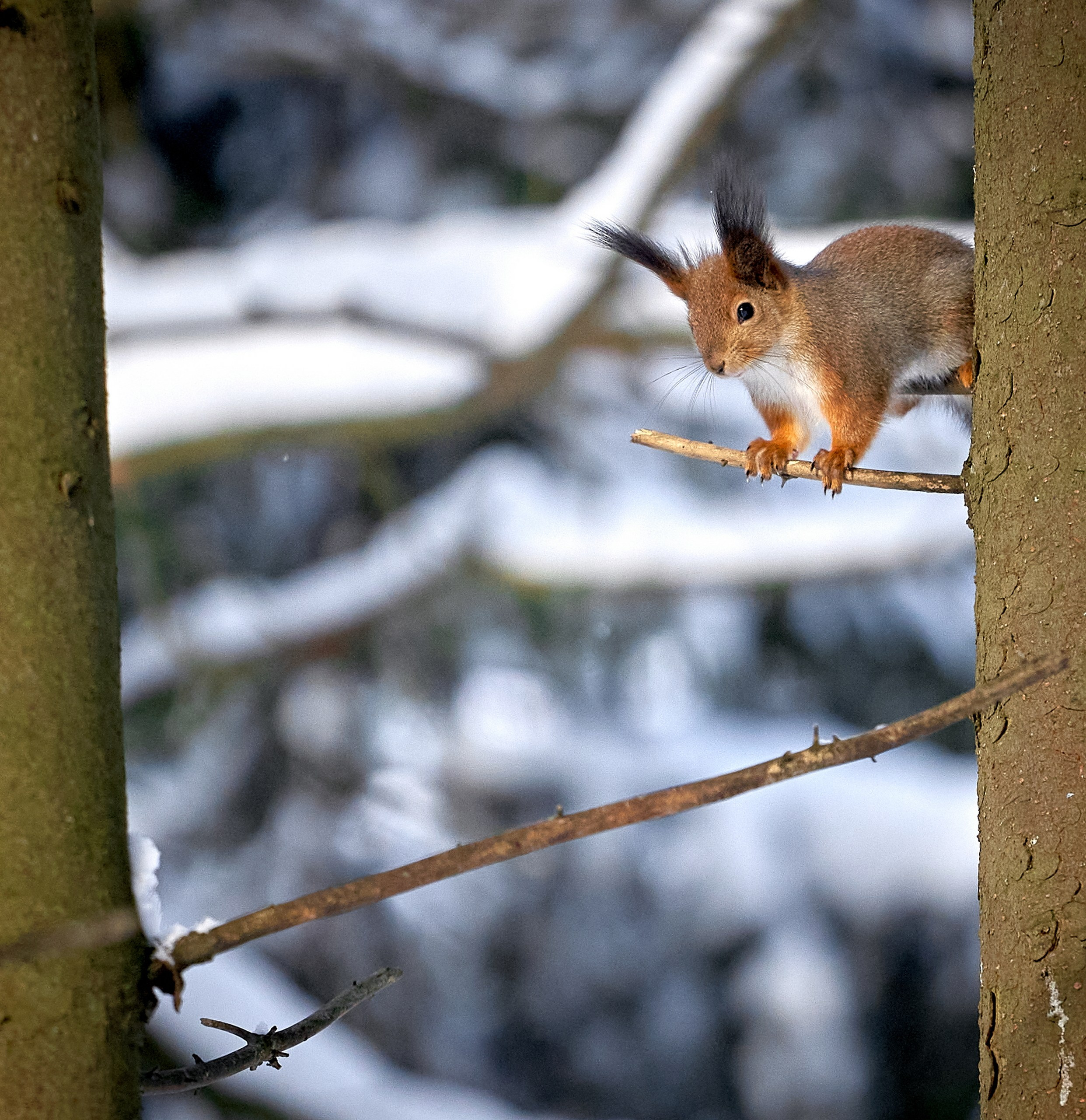 Животные — галерея NATRIEL