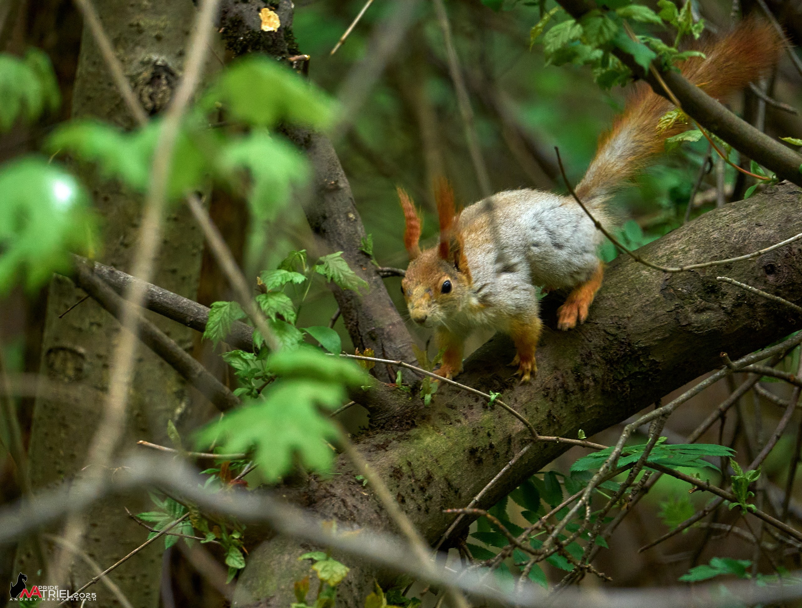 Съемка в майском лесу