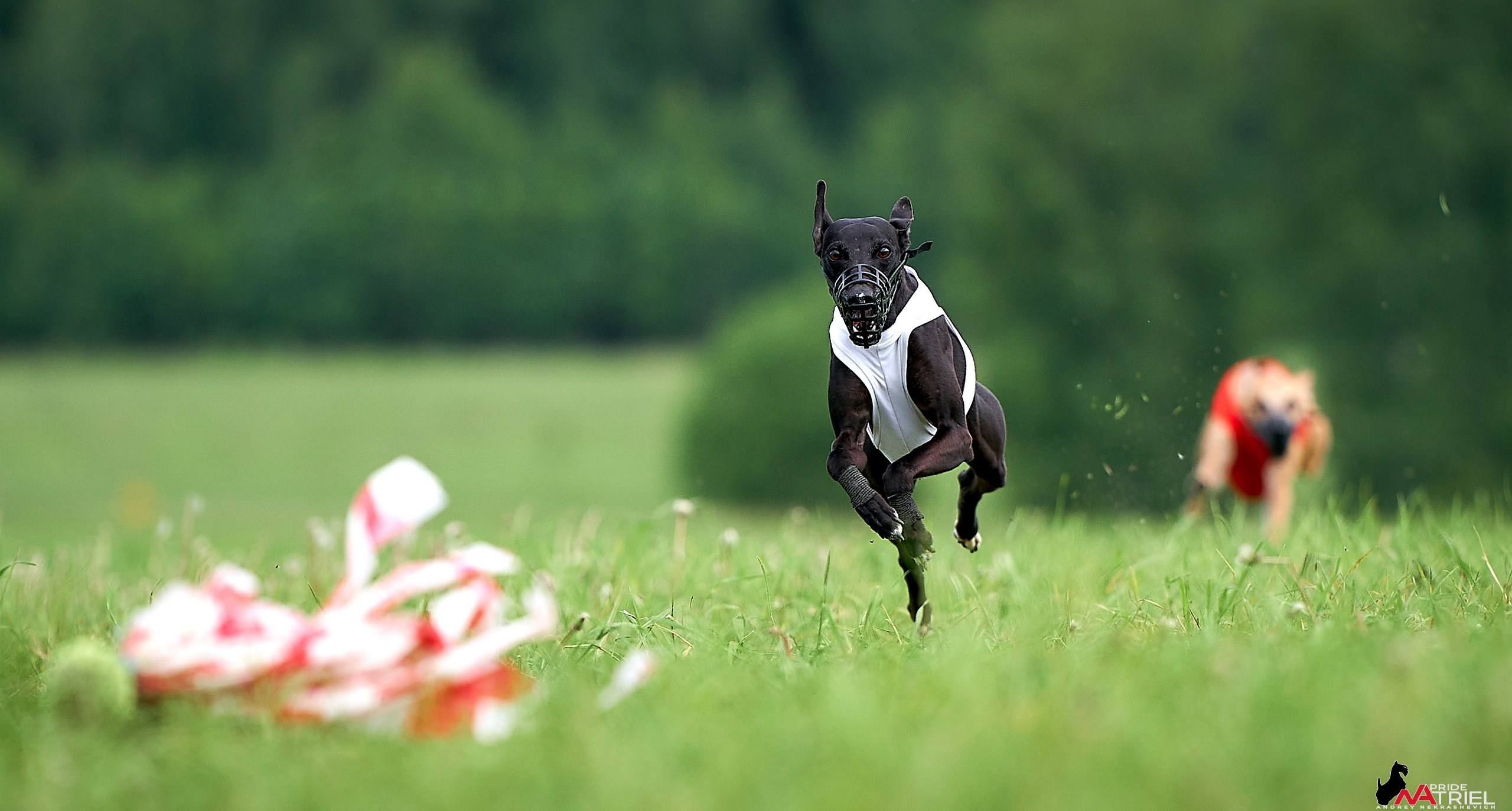 Съемка курсинг — галерея NATRIEL