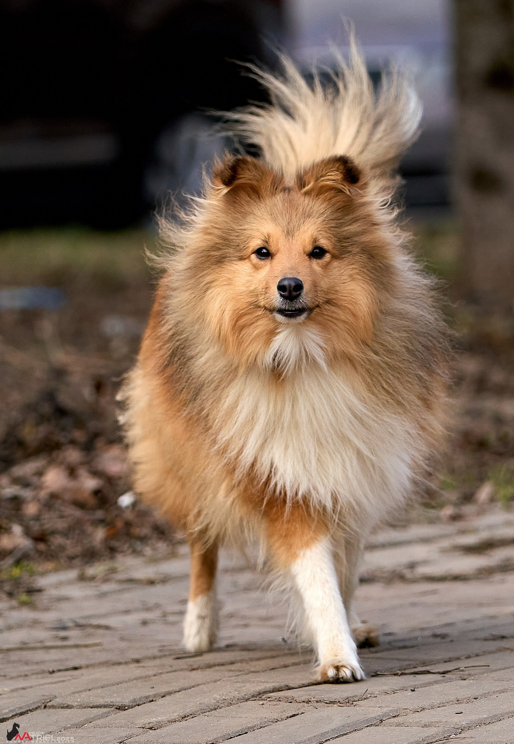 Фотопрогулка "вокруг дома"
