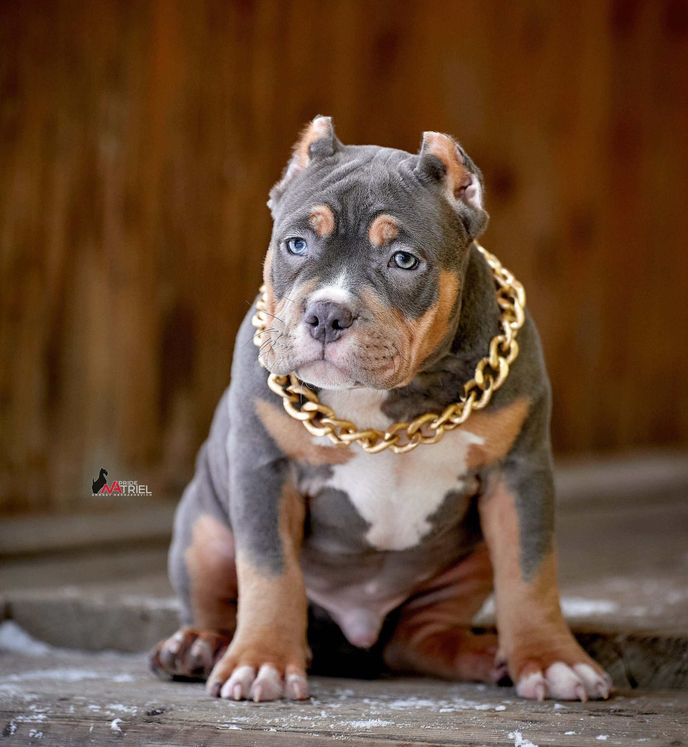 Щенки на прогулке — галерея NATRIEL