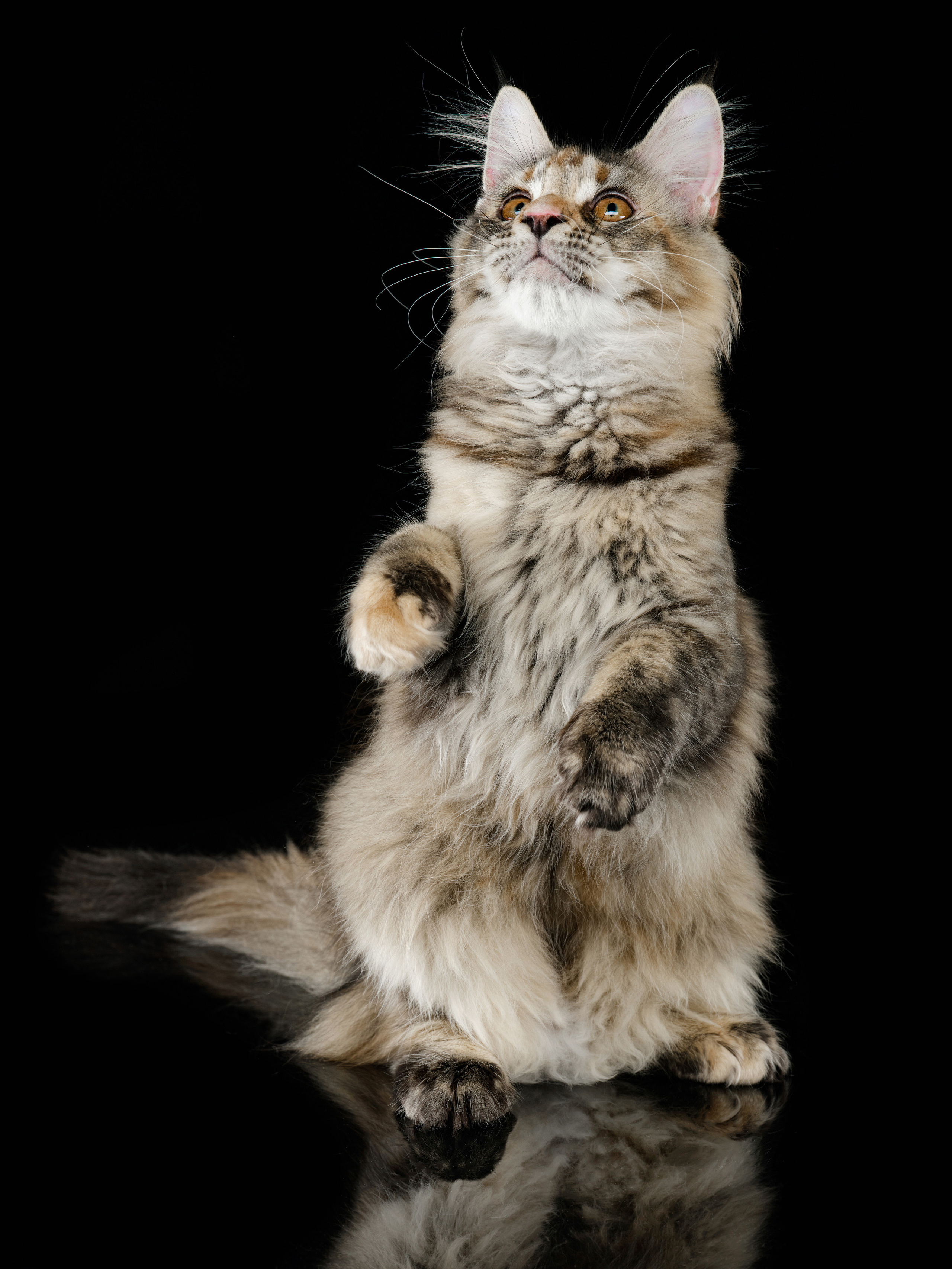 Фотографии животных, темный фон, кошки и собаки на фотографиях. Владислав Смирнов рекламный Фотограф в г. Иваново