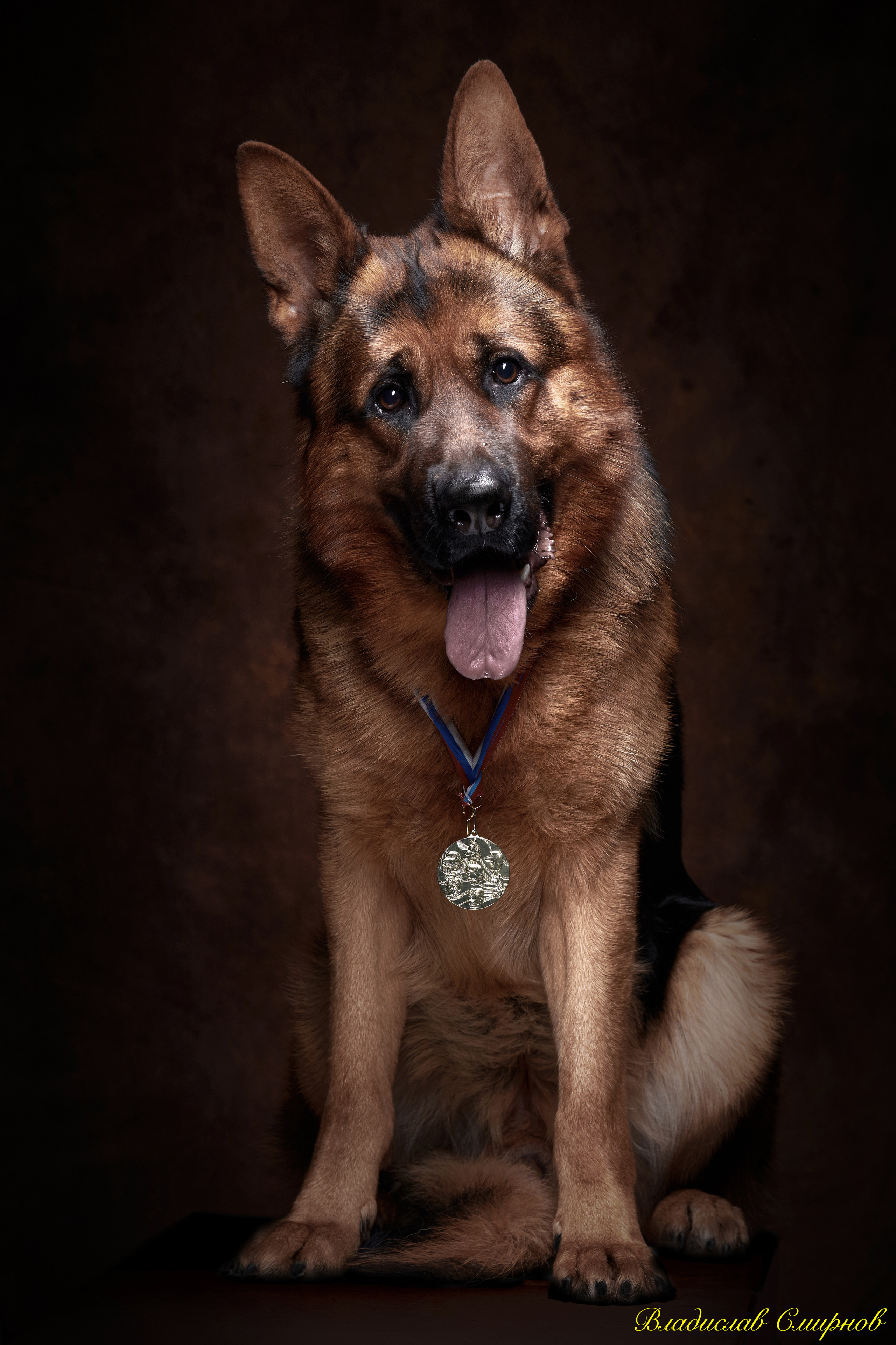 немецкая овчарка фотографии в Иванове  